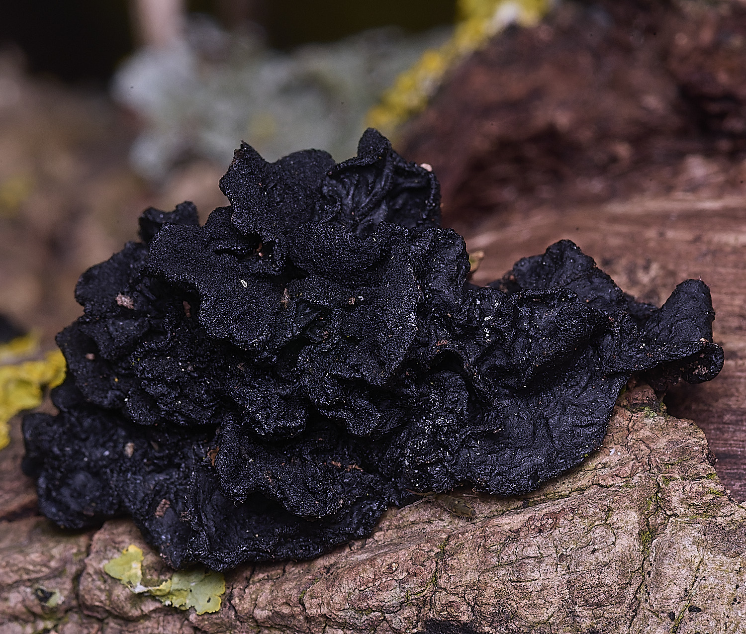 SalthouseHeathFungs310326-1