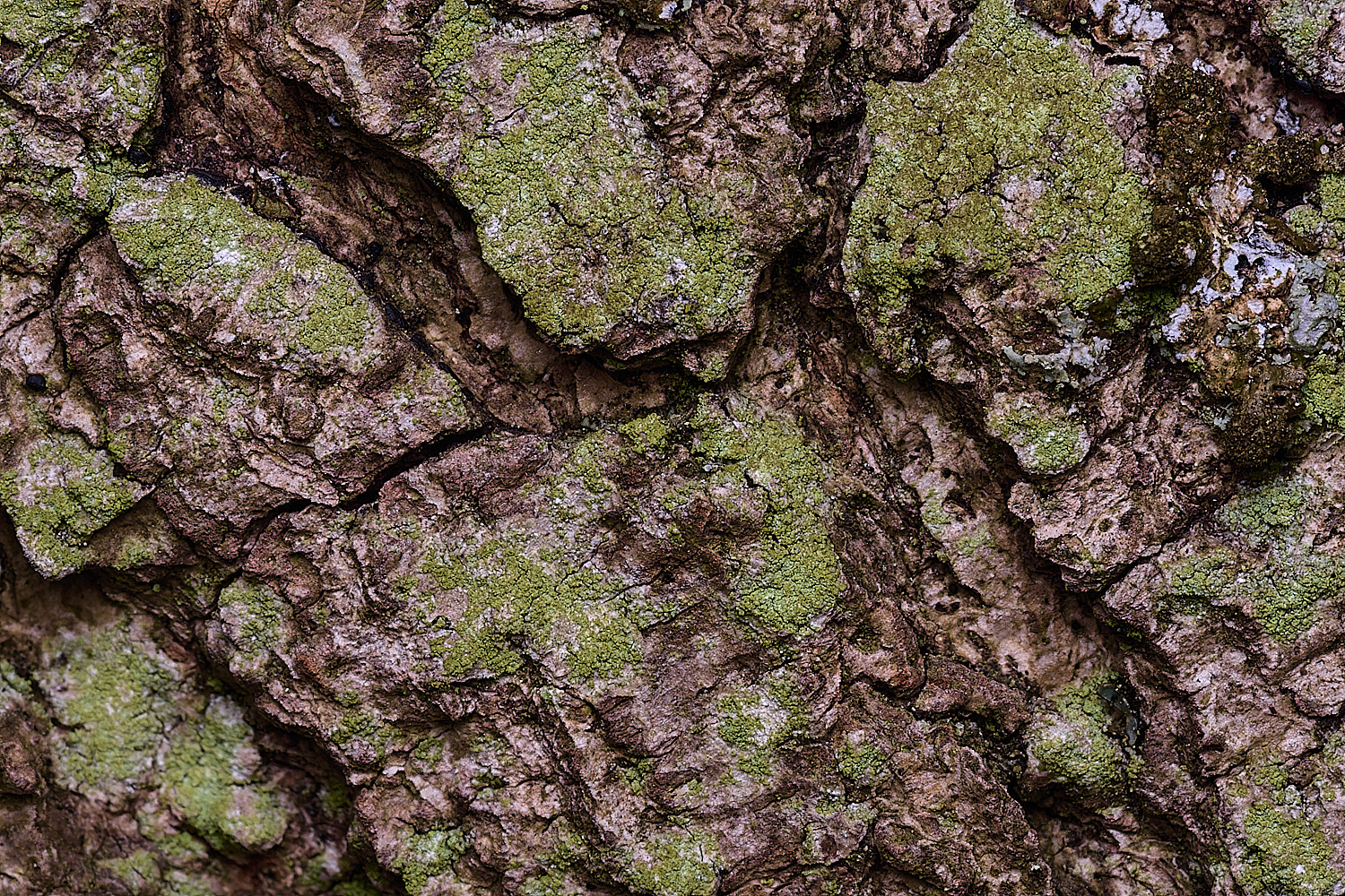 SalthouseHeathLichen10310326-1