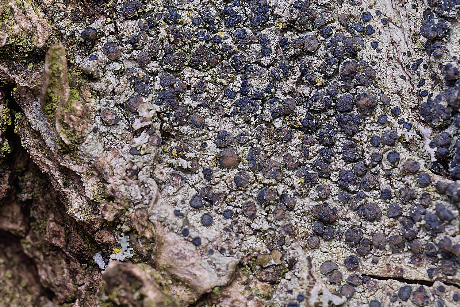 SalthouseHeathLichen11510326-2