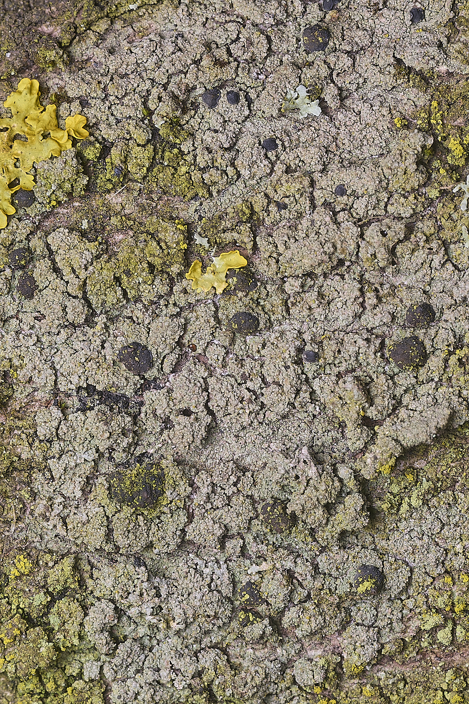 SalthouseHeathLichen16310326-1