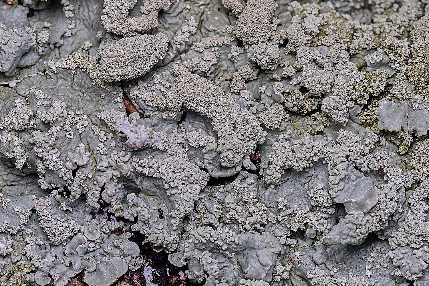 SalthouseHeathLichen2310326-2