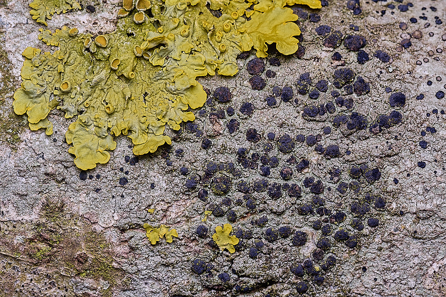 SalthouseHeathLichen4310326-2