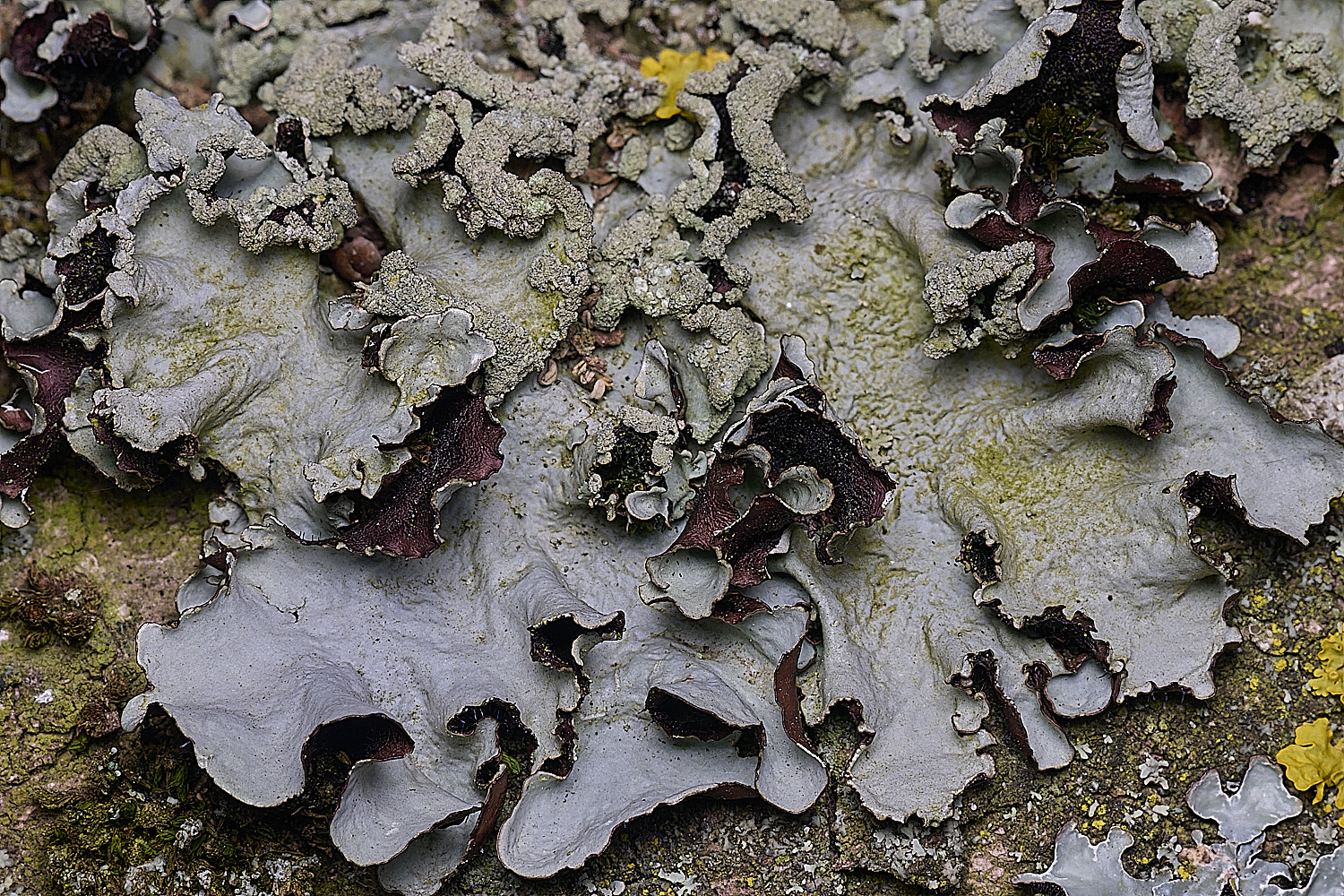 SalthouseHeathLichen5310326-1