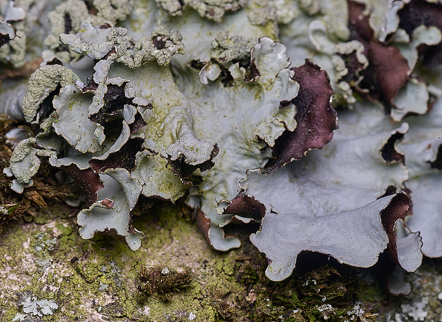 SalthouseHeathLichen5310326-3