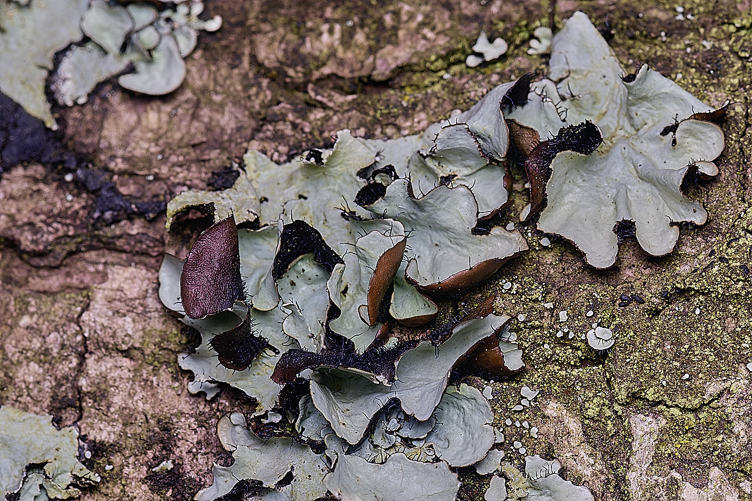 SalthouseHeathLichen6310326-1