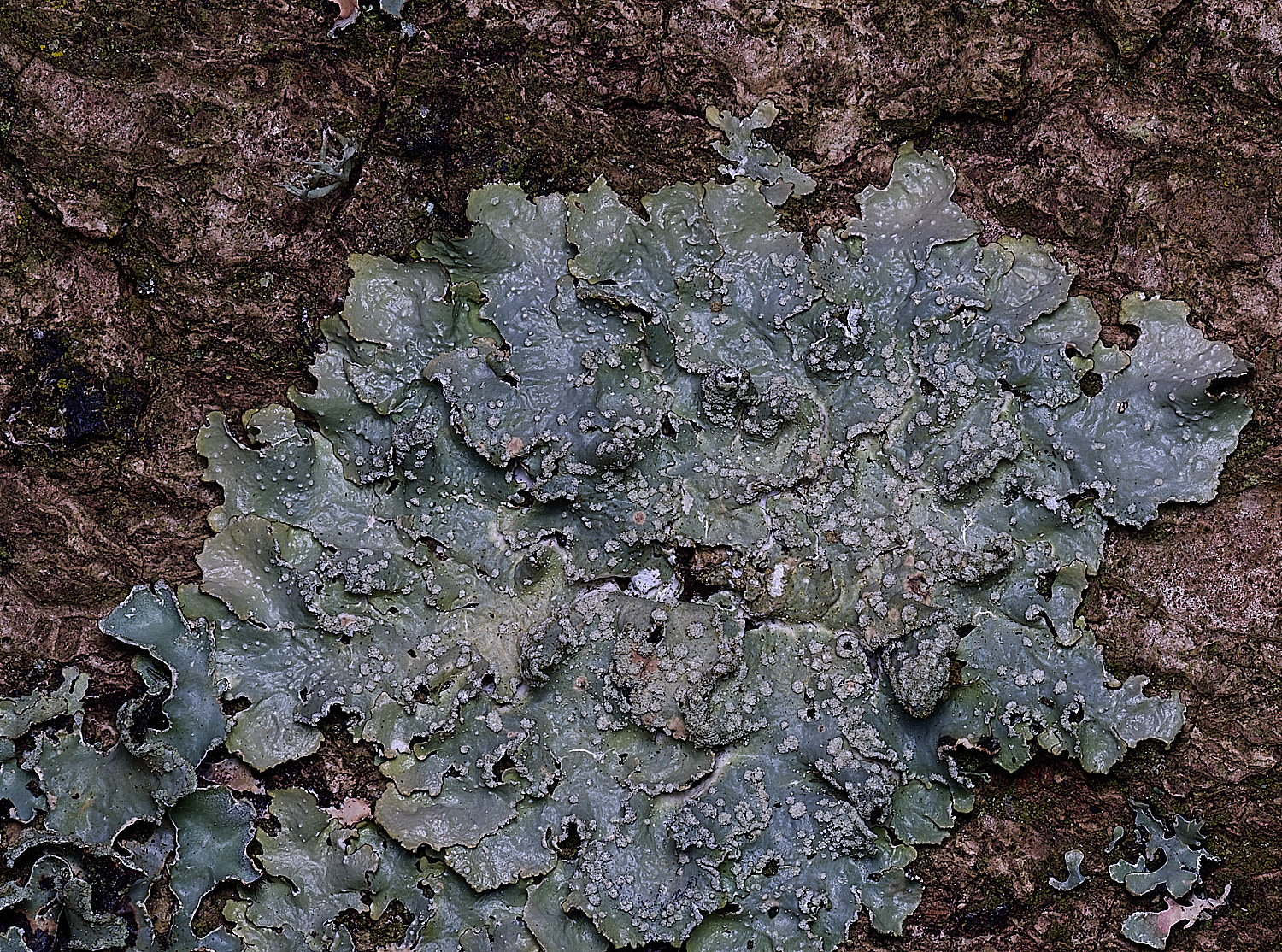 SalthouseHeathLichen7310326-1