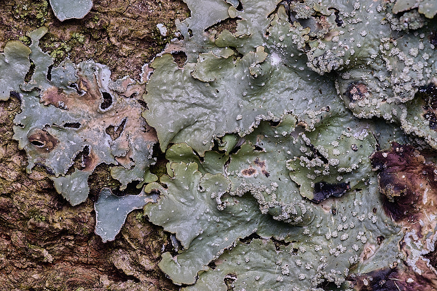 SalthouseHeathLichen7310326-3