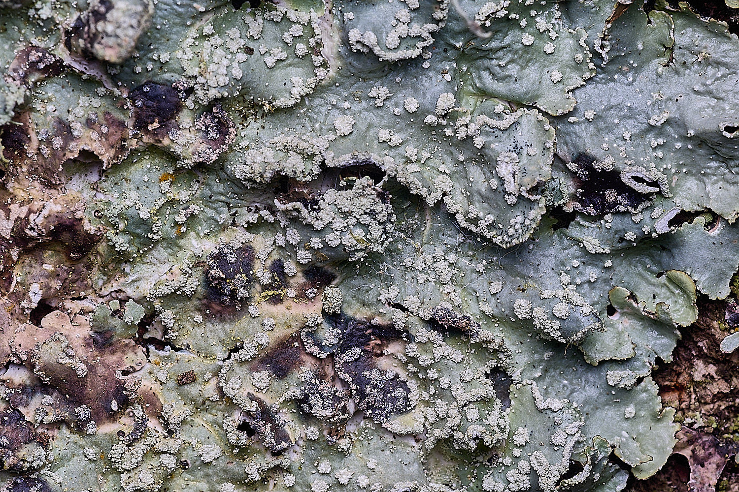 SalthouseHeathLichen7310326-4