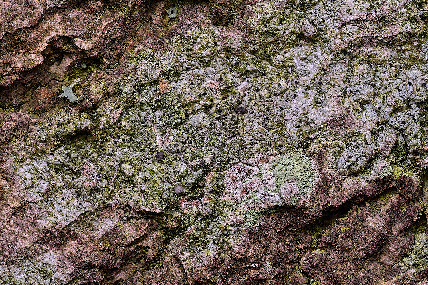 SalthouseHeathLichen8310326-1