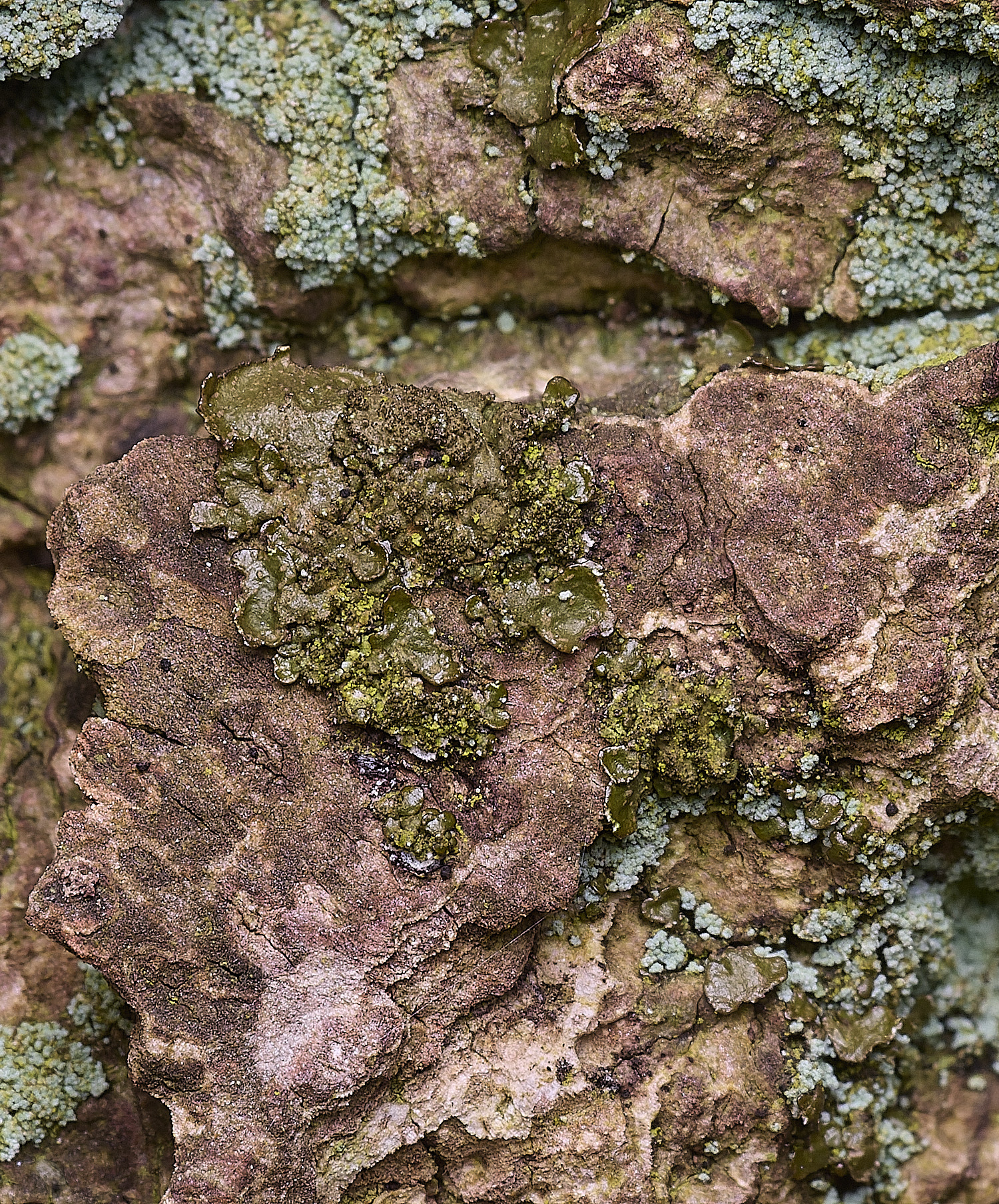 SalthouseHeathLichen9310326-1