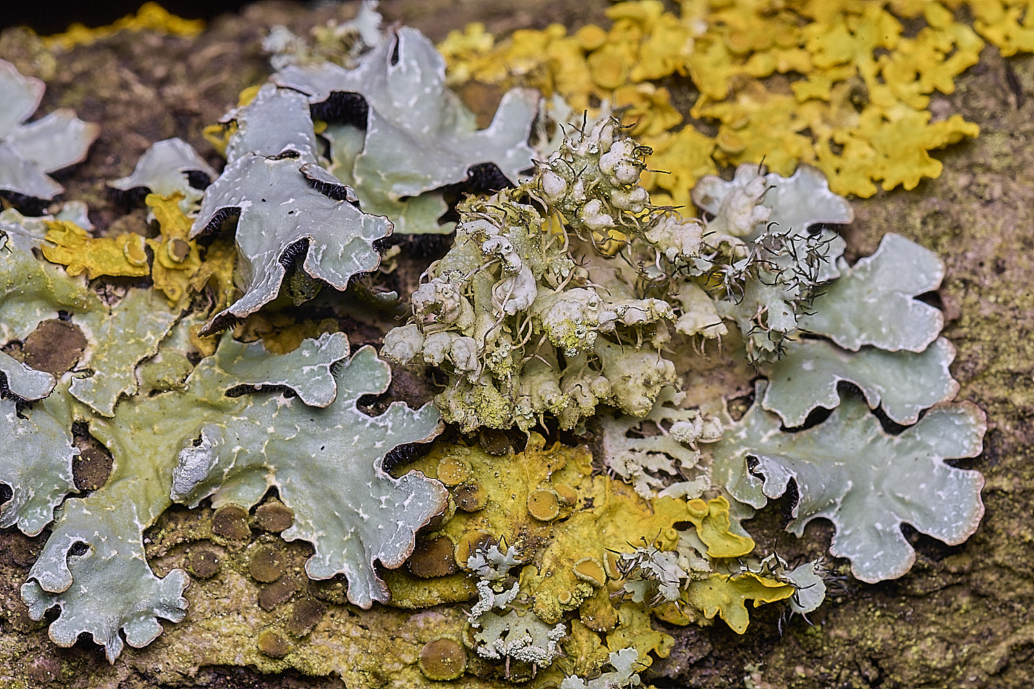 SalthouseHeathPhysciaadscendens310326-3