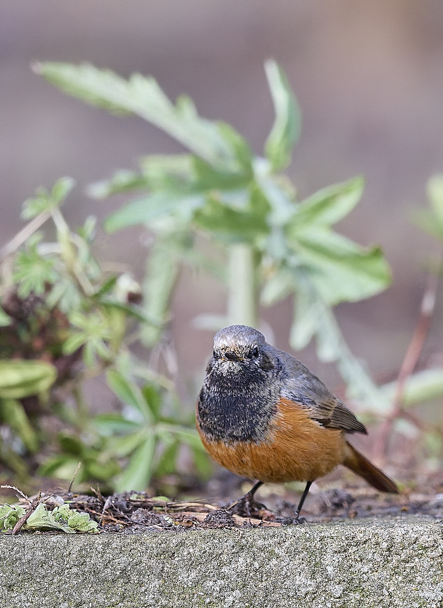 SheringhamEasternBlackRedstart280126-3