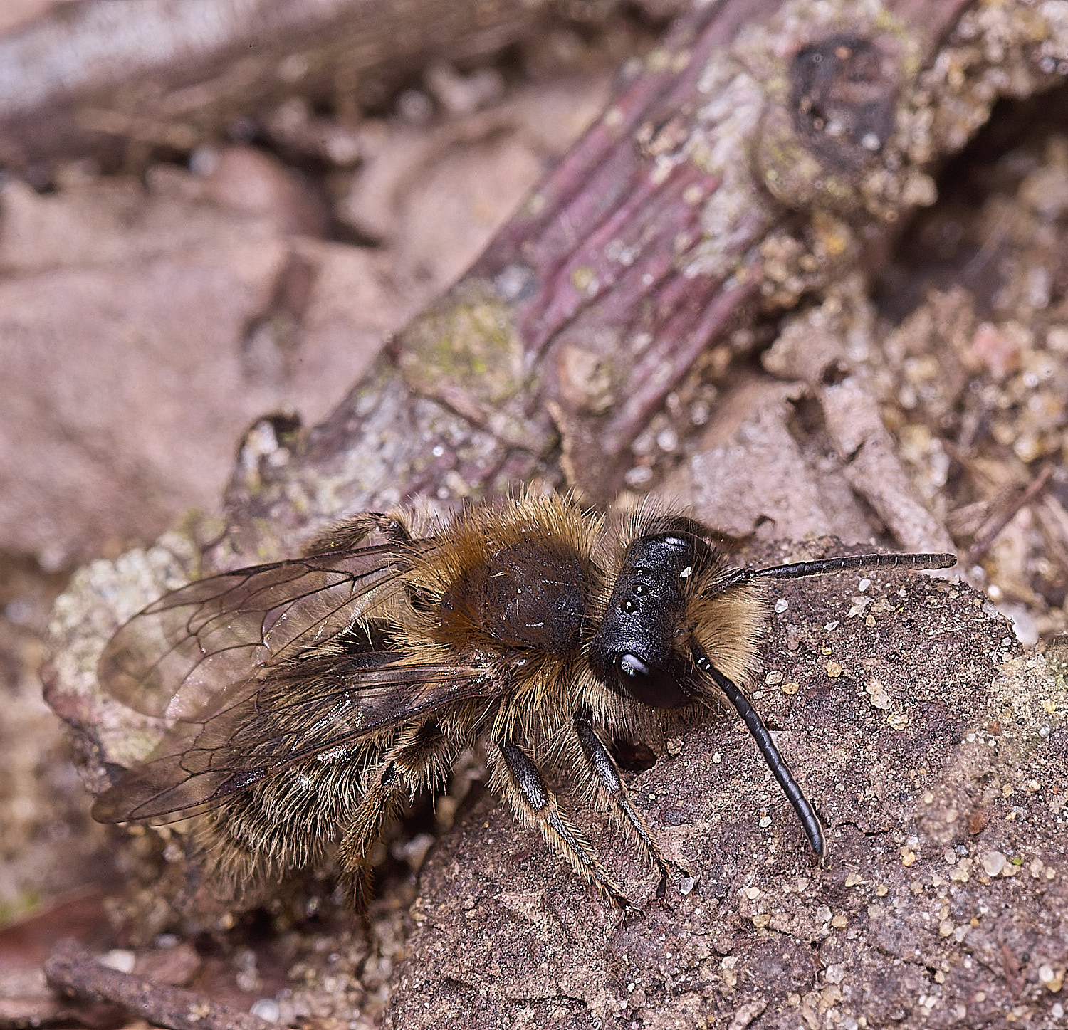 StrumpshawAndrenaclarkella150326-1