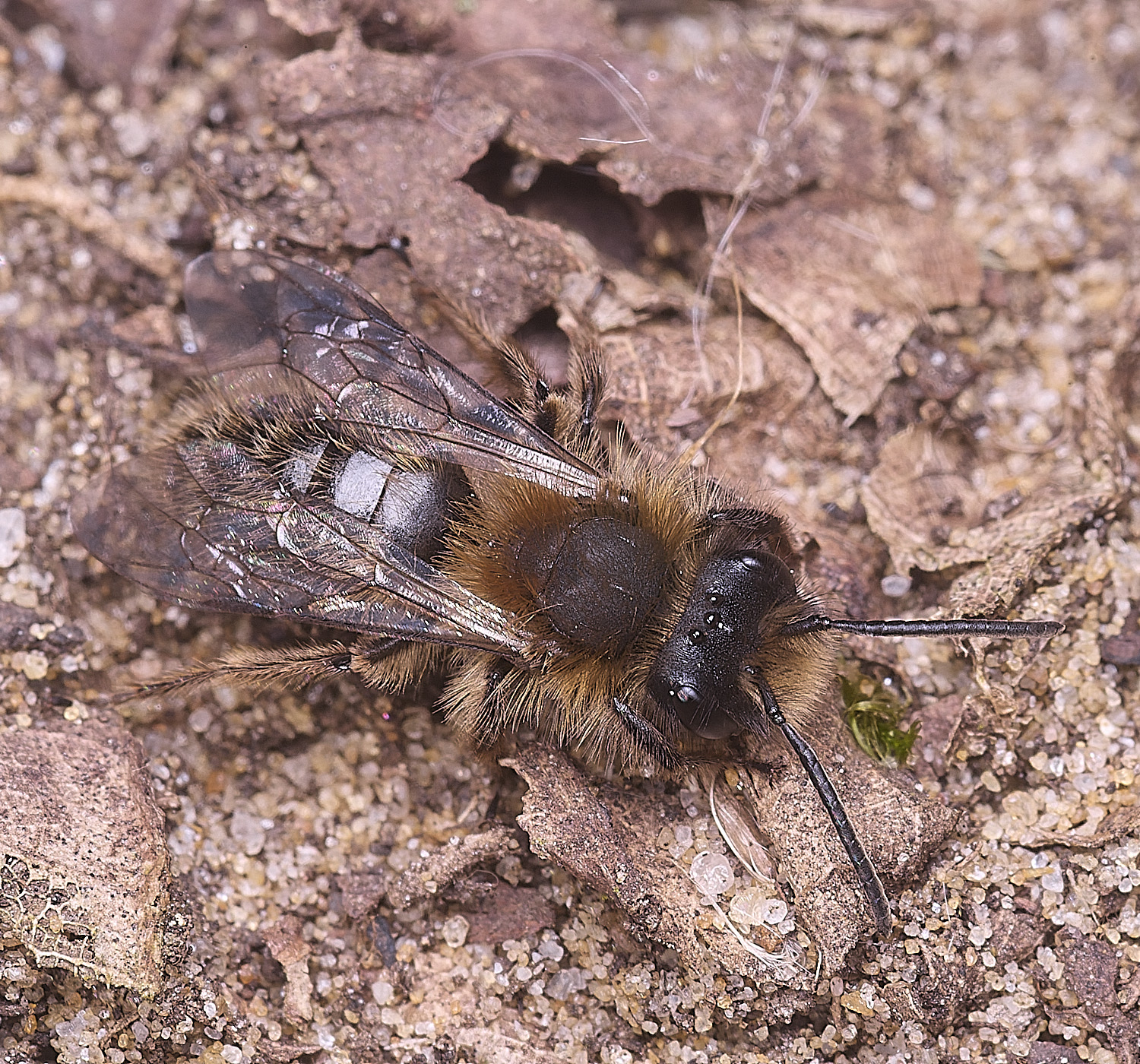 StrumpshawAndrenaclarkella150326-3