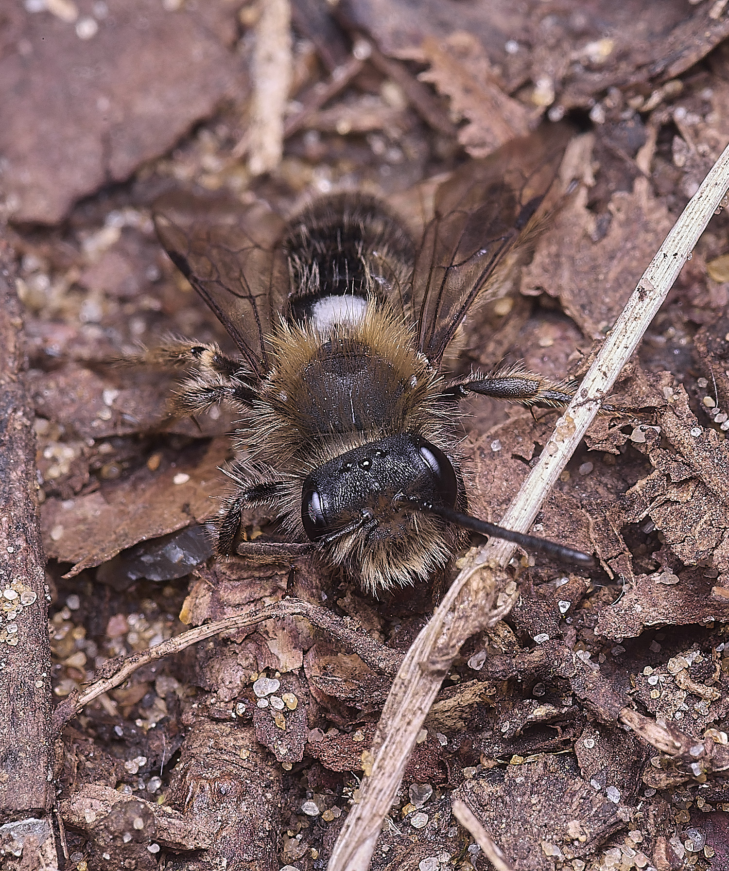 StrumpshawAndrenaclarkella150326-4