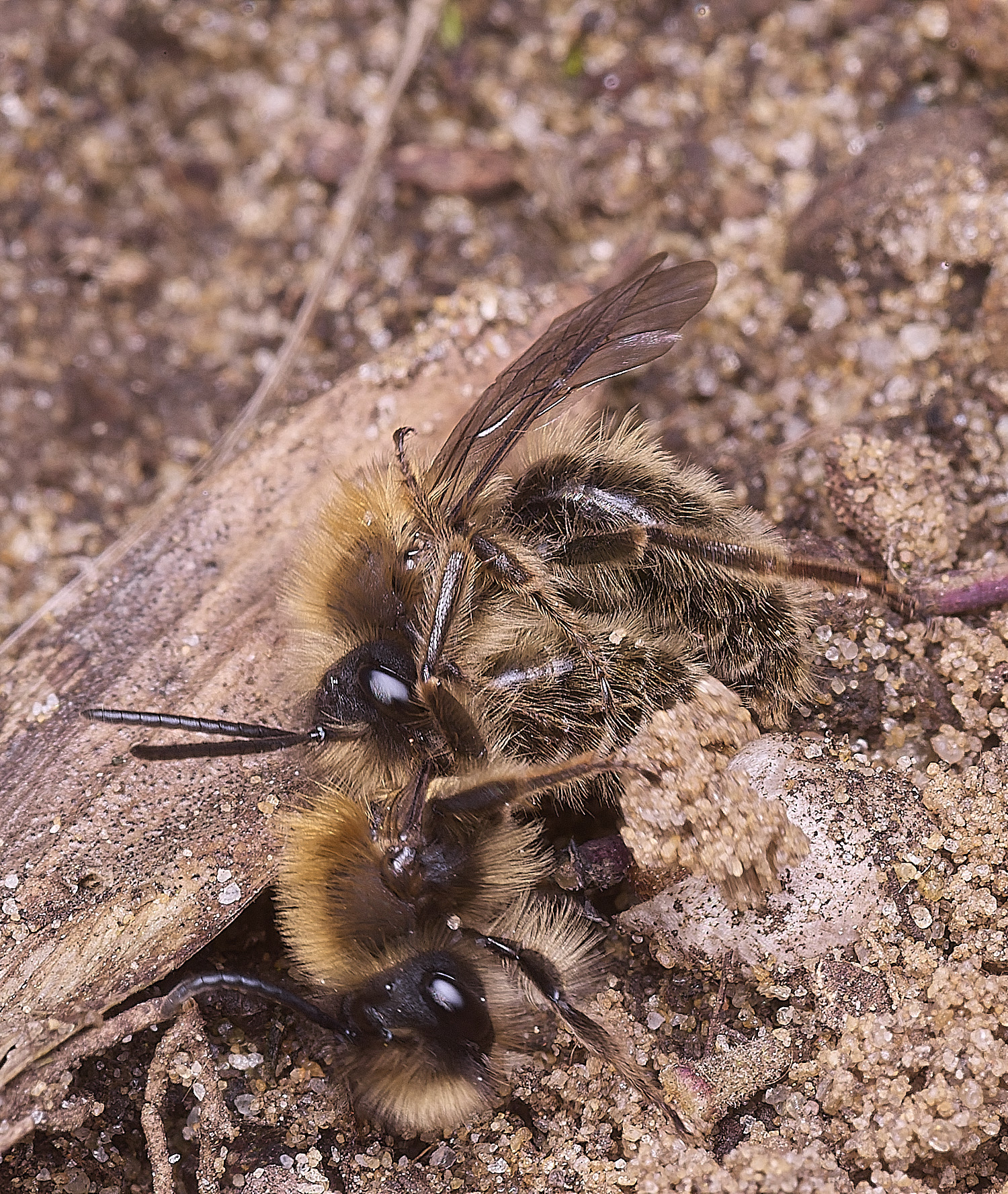 StrumpshawAndrenaclarkella150326-6