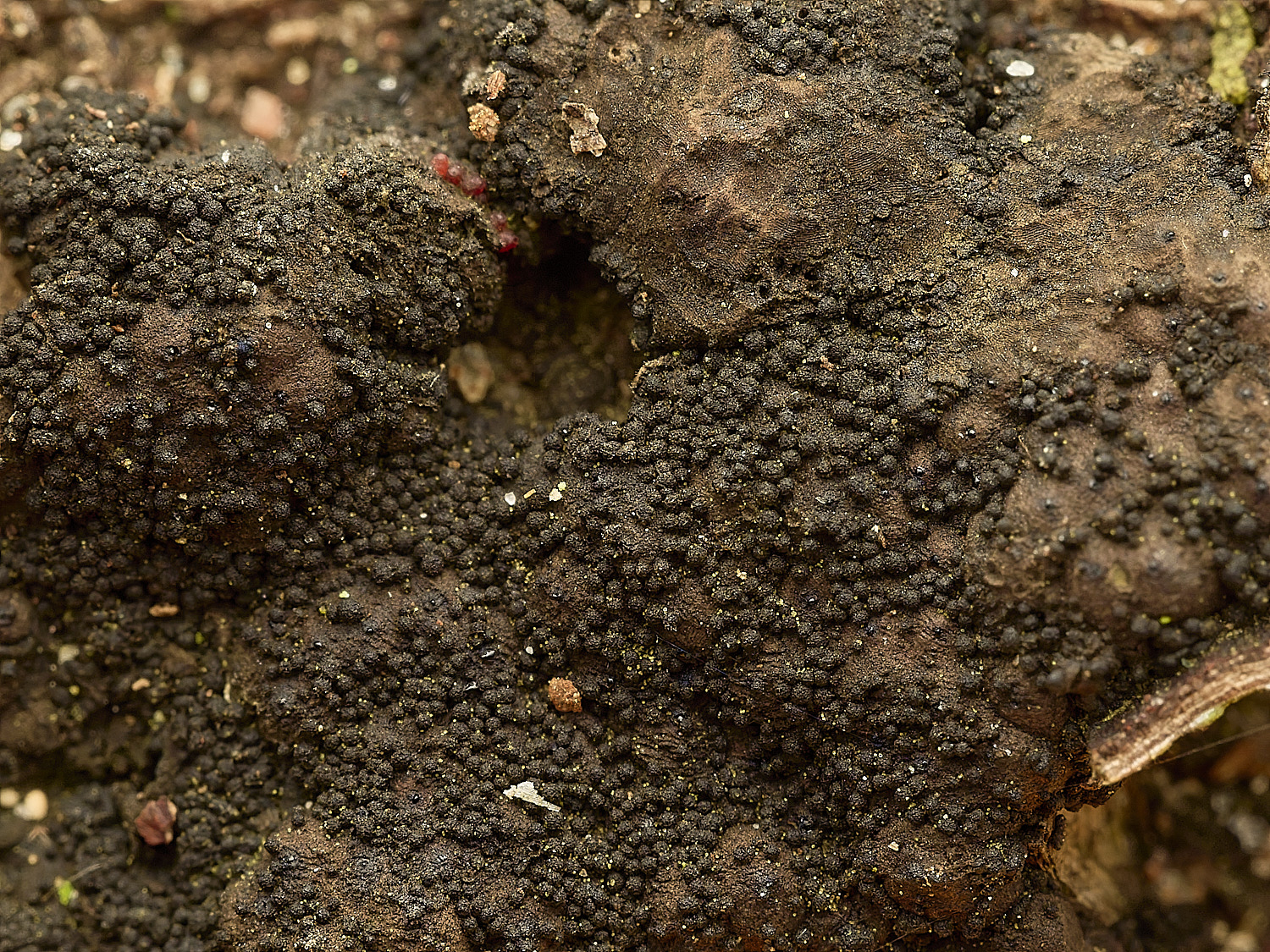 StrumpshawBBNectria150326-1