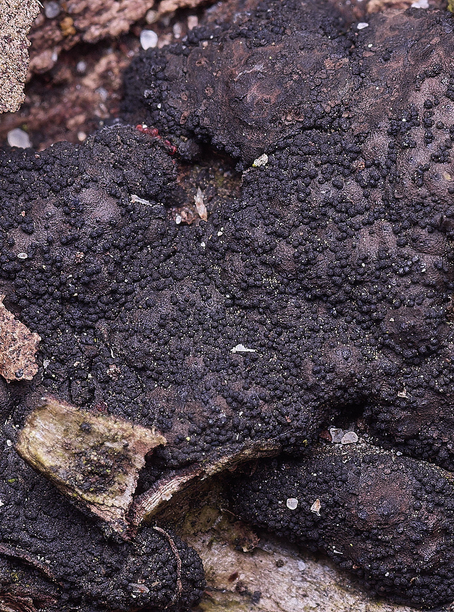 StrumpshawBBNectria150326-2