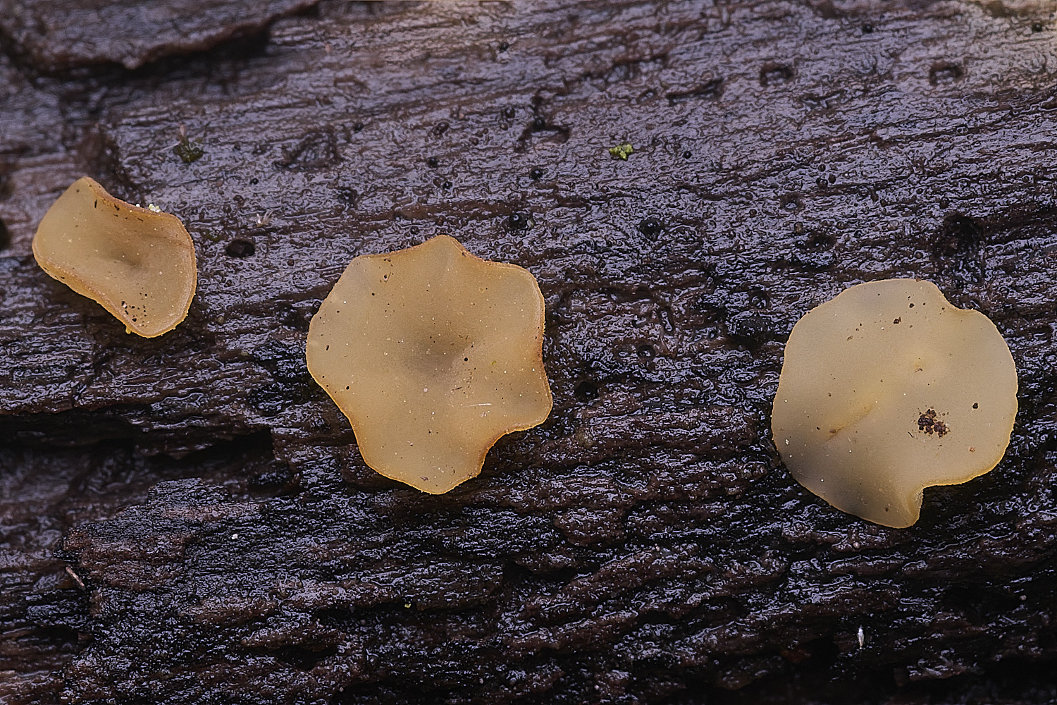 StrumpshawBisporella1150326-1