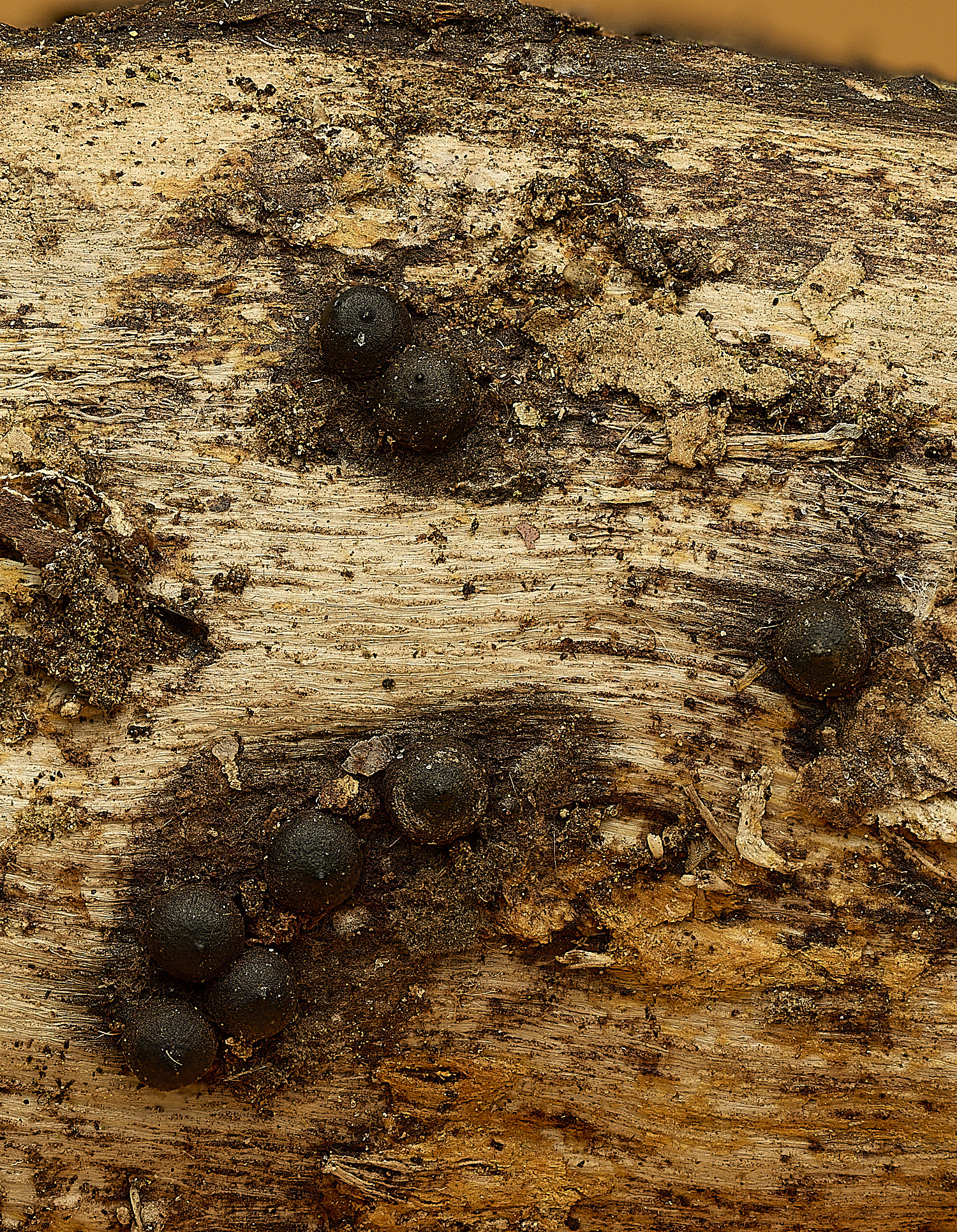 StrumpshawBlackBumps150326-1