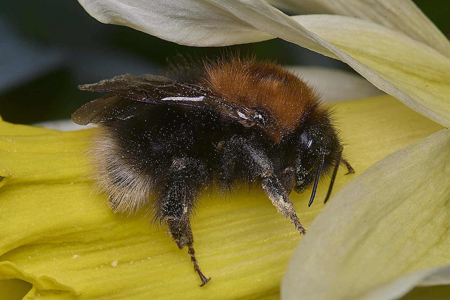 StrumpshawBombushypnorum50326-1