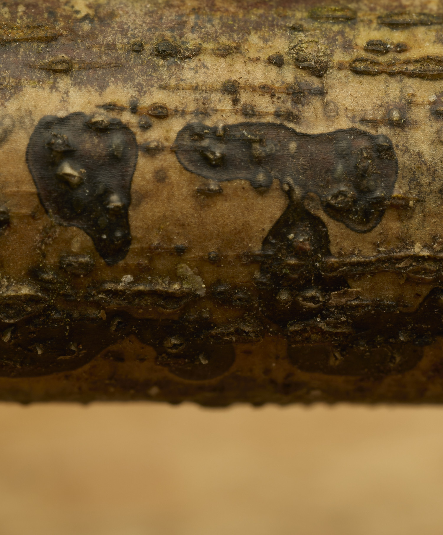 StrumpshawDiaportheSp150326-2