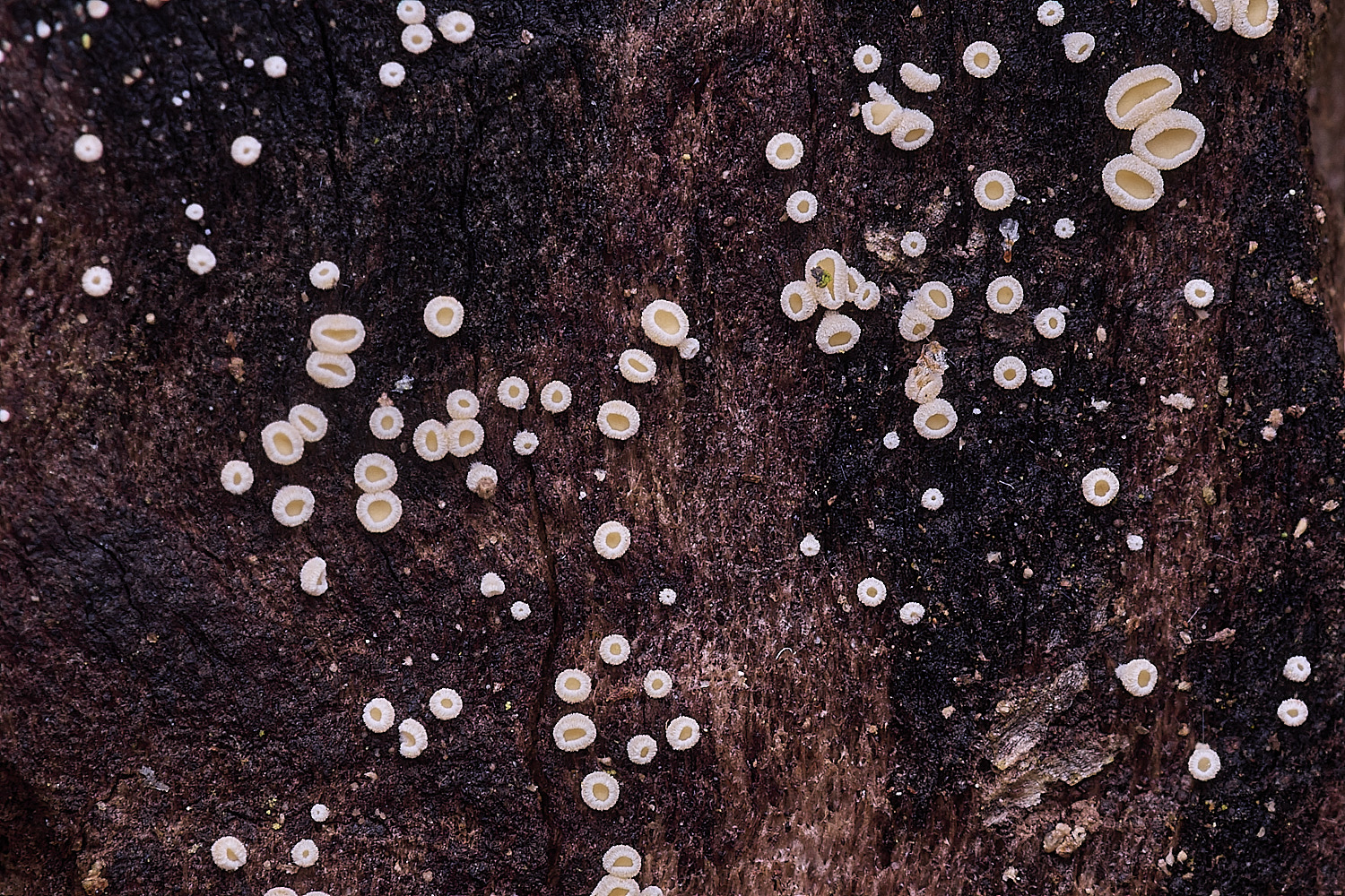 StrumpshawLachnumpudibundum150326-1