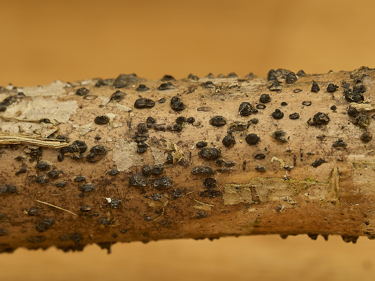 StrumpshawLophiostomaReed150326-2