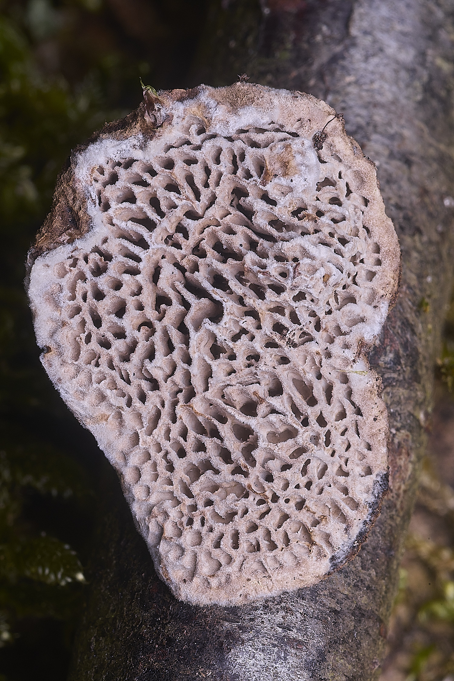 StrumpshawMAZEGILL150326-1