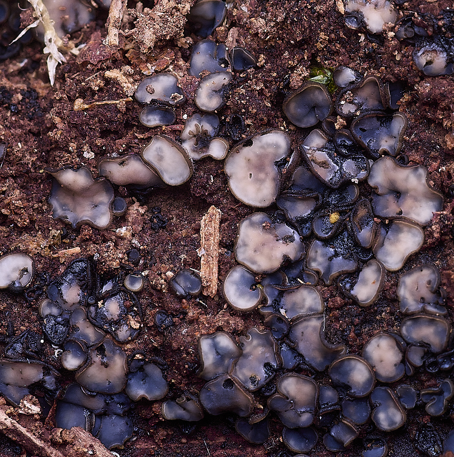 StrumpshawMollisia150326-1