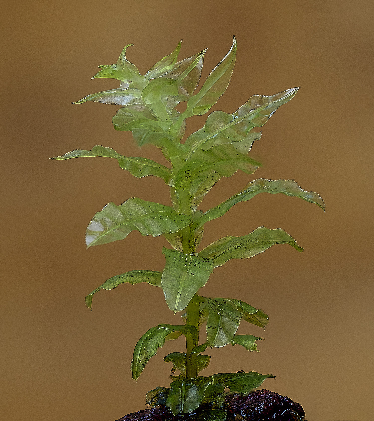 StrumpshawPlagiomniumSp150326-1 1