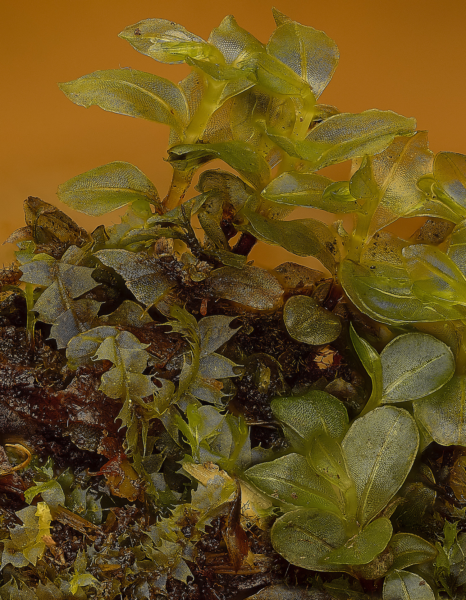 StrumpshawRhizomniumpunctatum150326-2 2