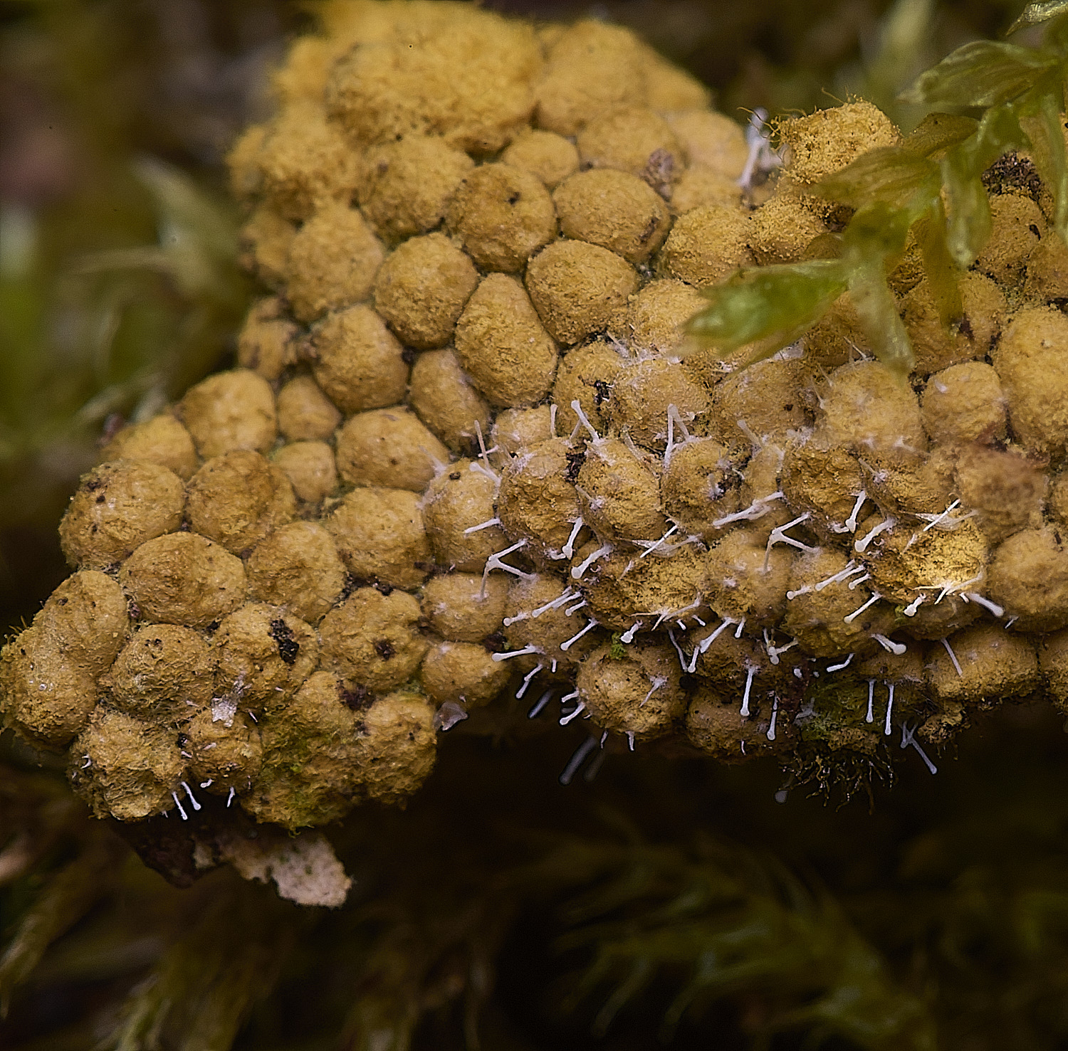 StrumpshawSlimeMoldFungus150326-1