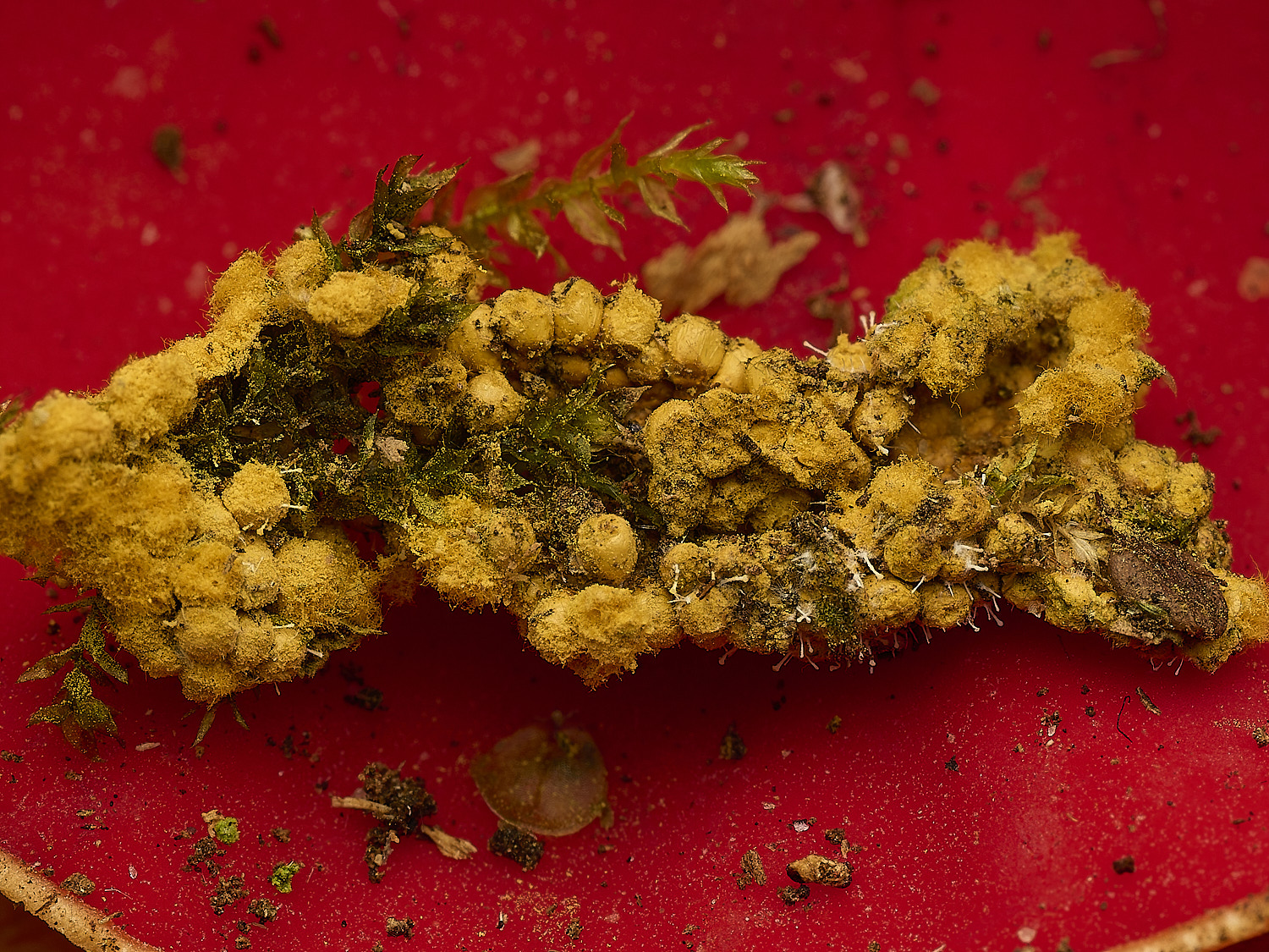 StrumpshawSlimeMoldFungus150326-2