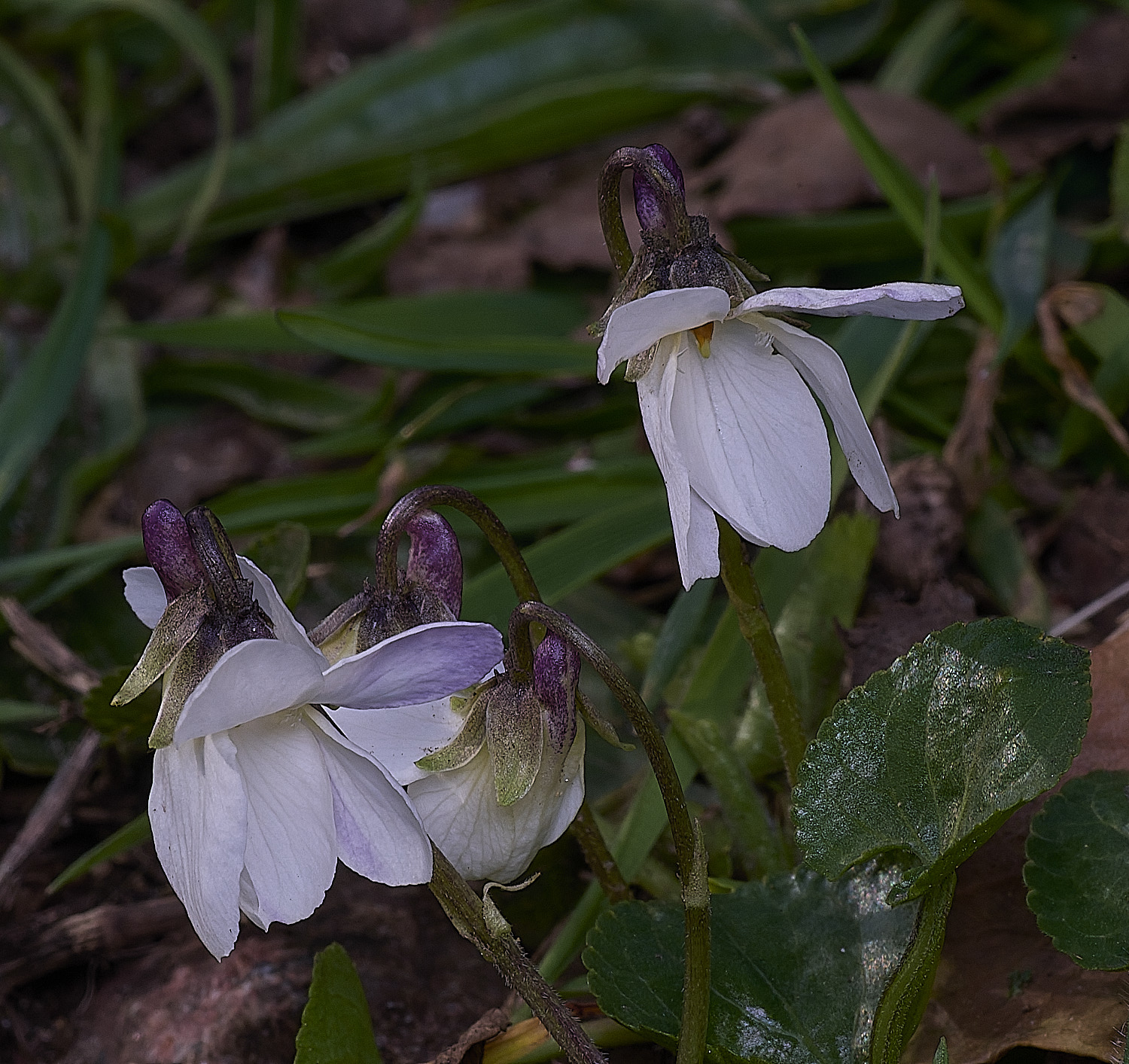 StrumpshawWhiteViolet150326-1