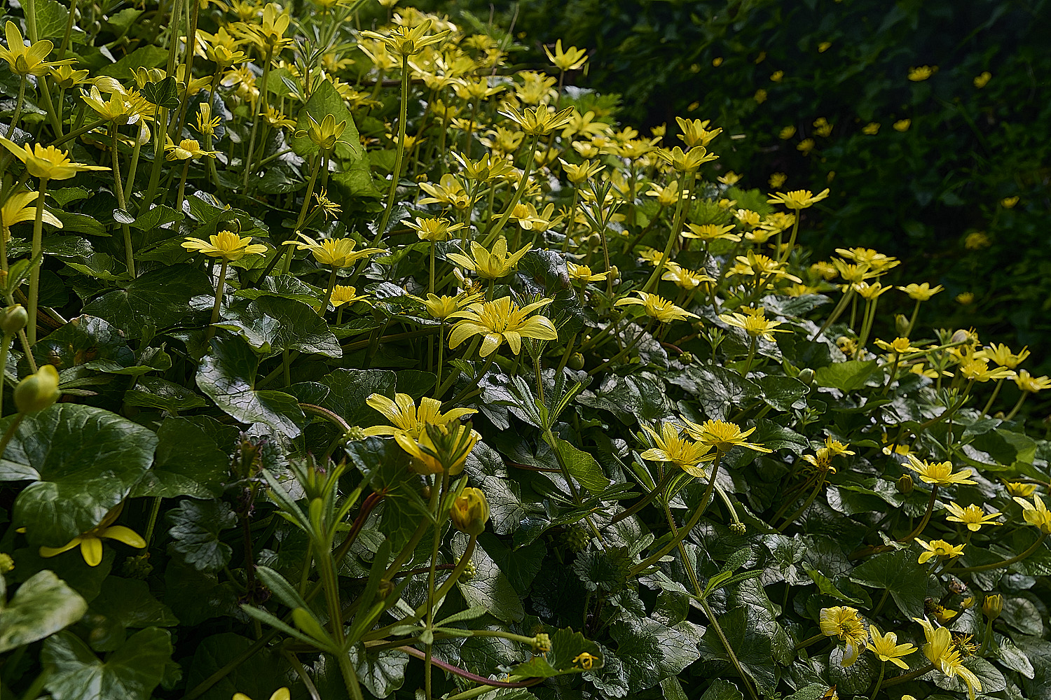 SusteadFicariaverna310326-2