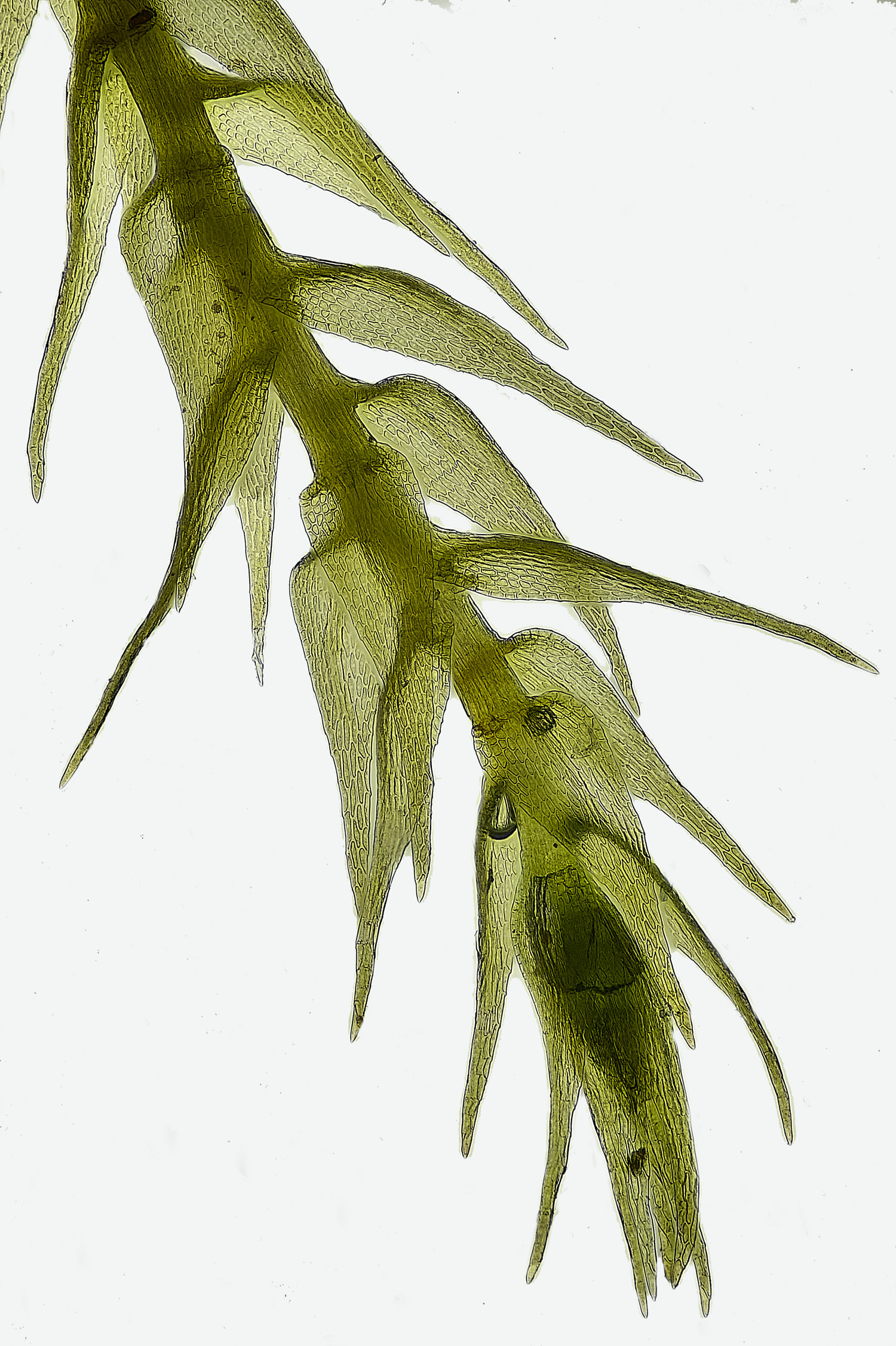 TheNarboroughsAserpens260326-2 1