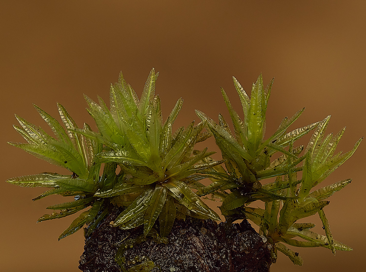 TheNarboroughsAtrichumundulatum290326-1