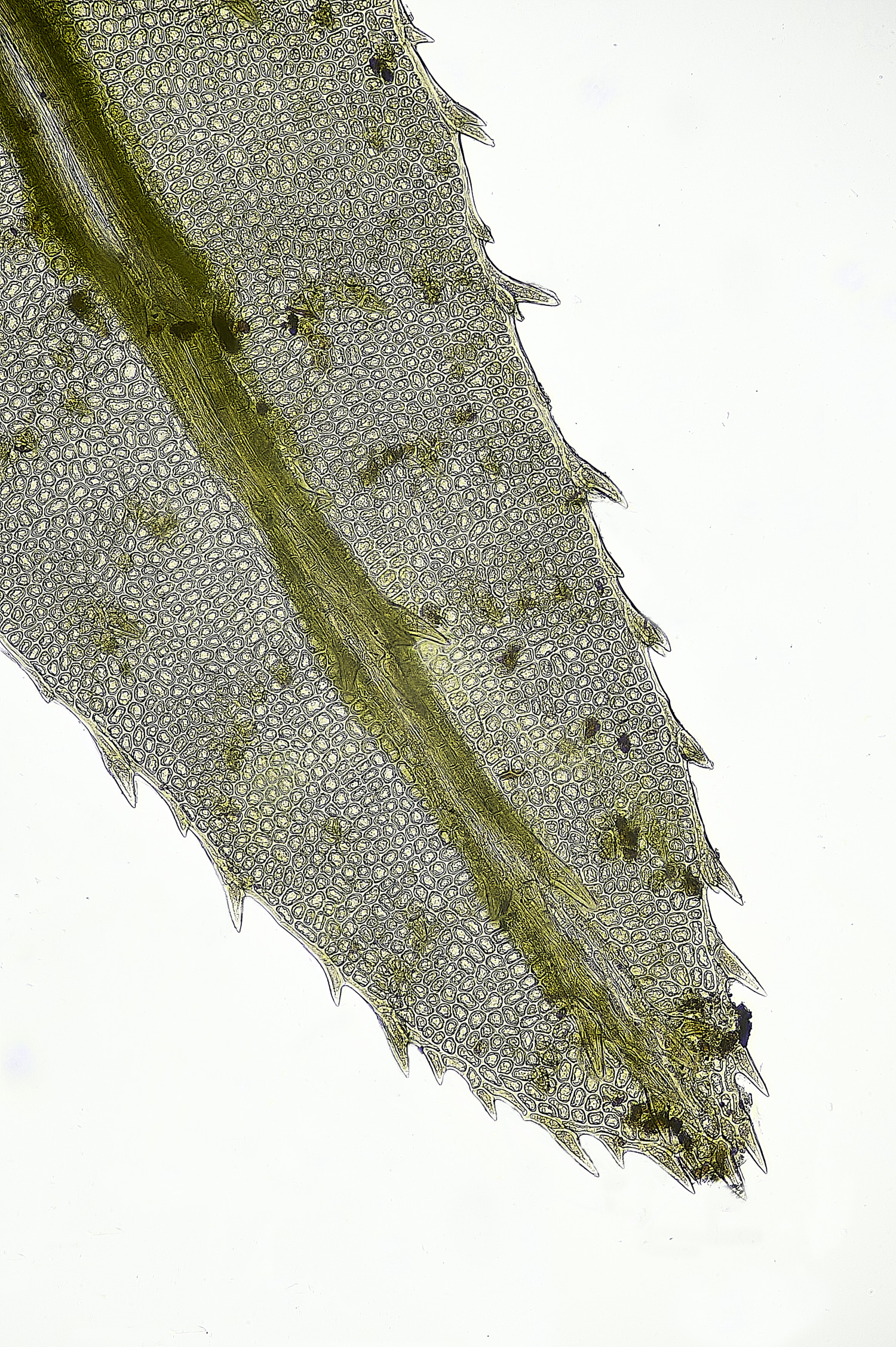 TheNarboroughsAtrichumundulatum290326-4