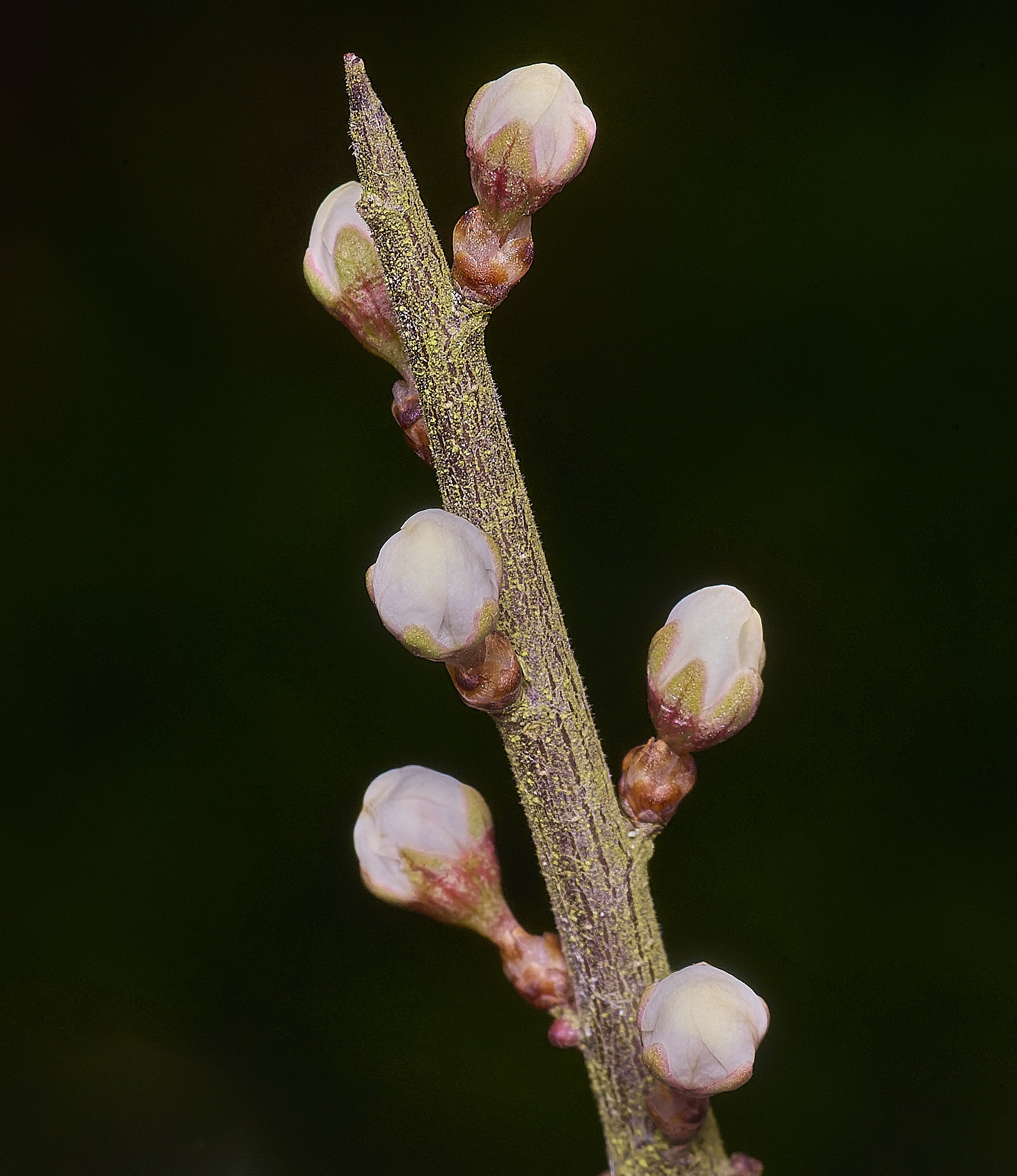 TheNarboroughsBlackthorn290326-1