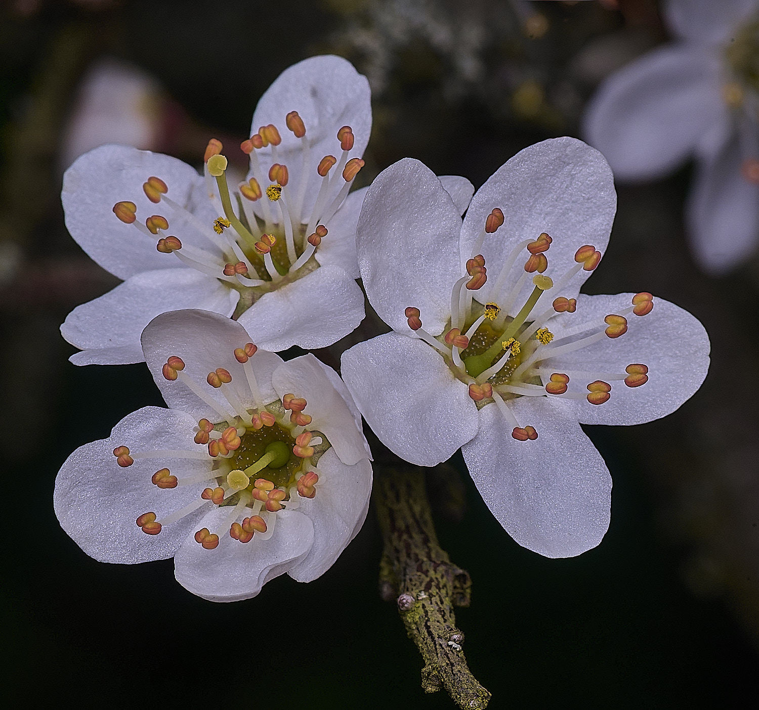 TheNarboroughsBlackthorn290326-2