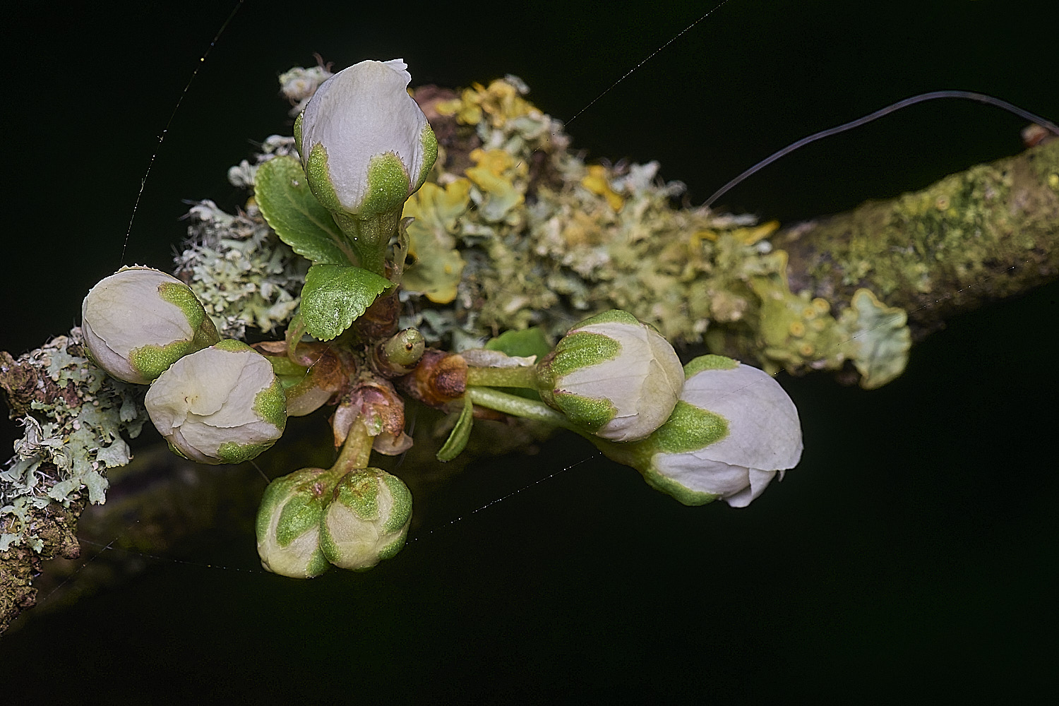 TheNarboroughsBlackthorn290326-4