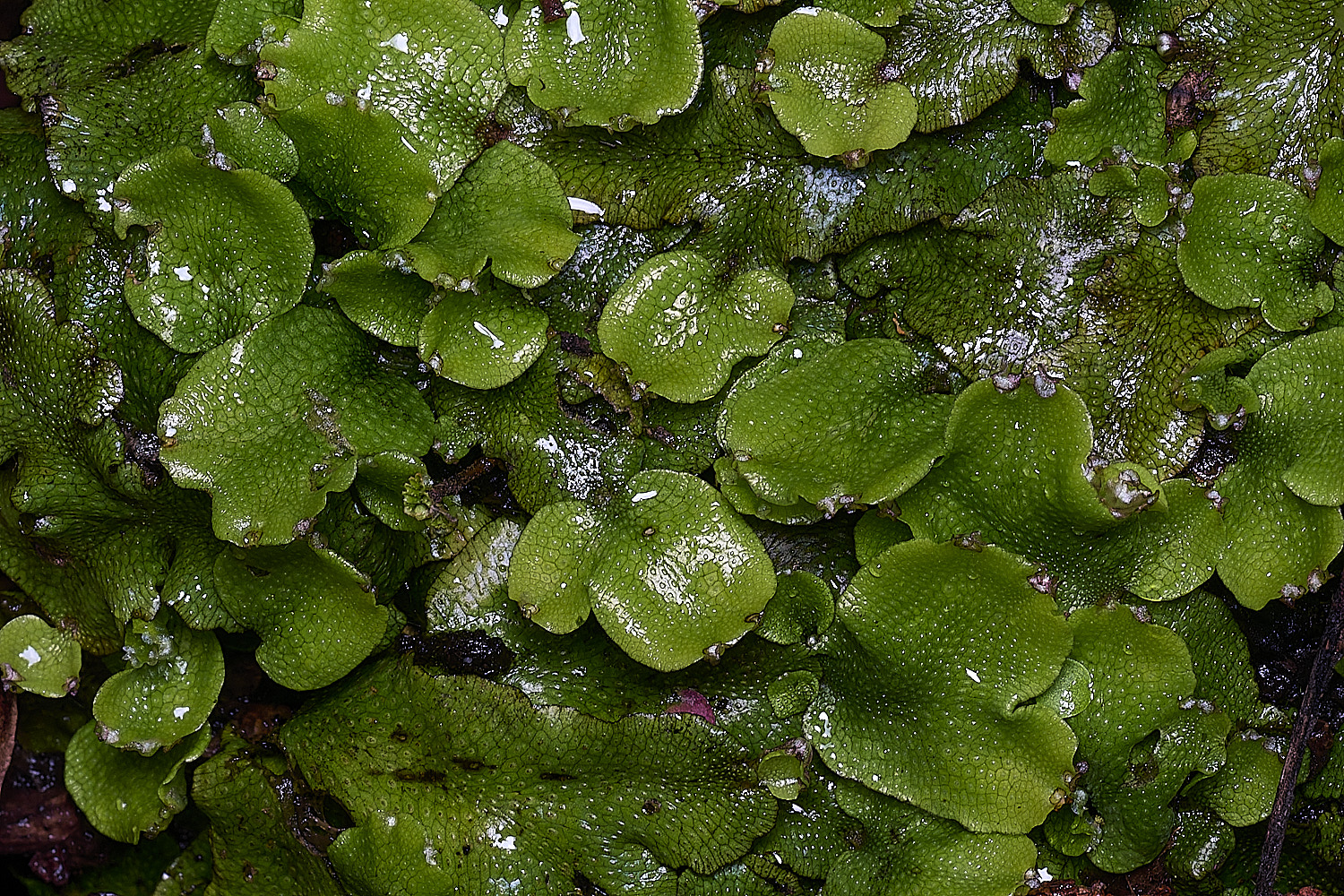 TheNarboroughsConcephalum290326-2