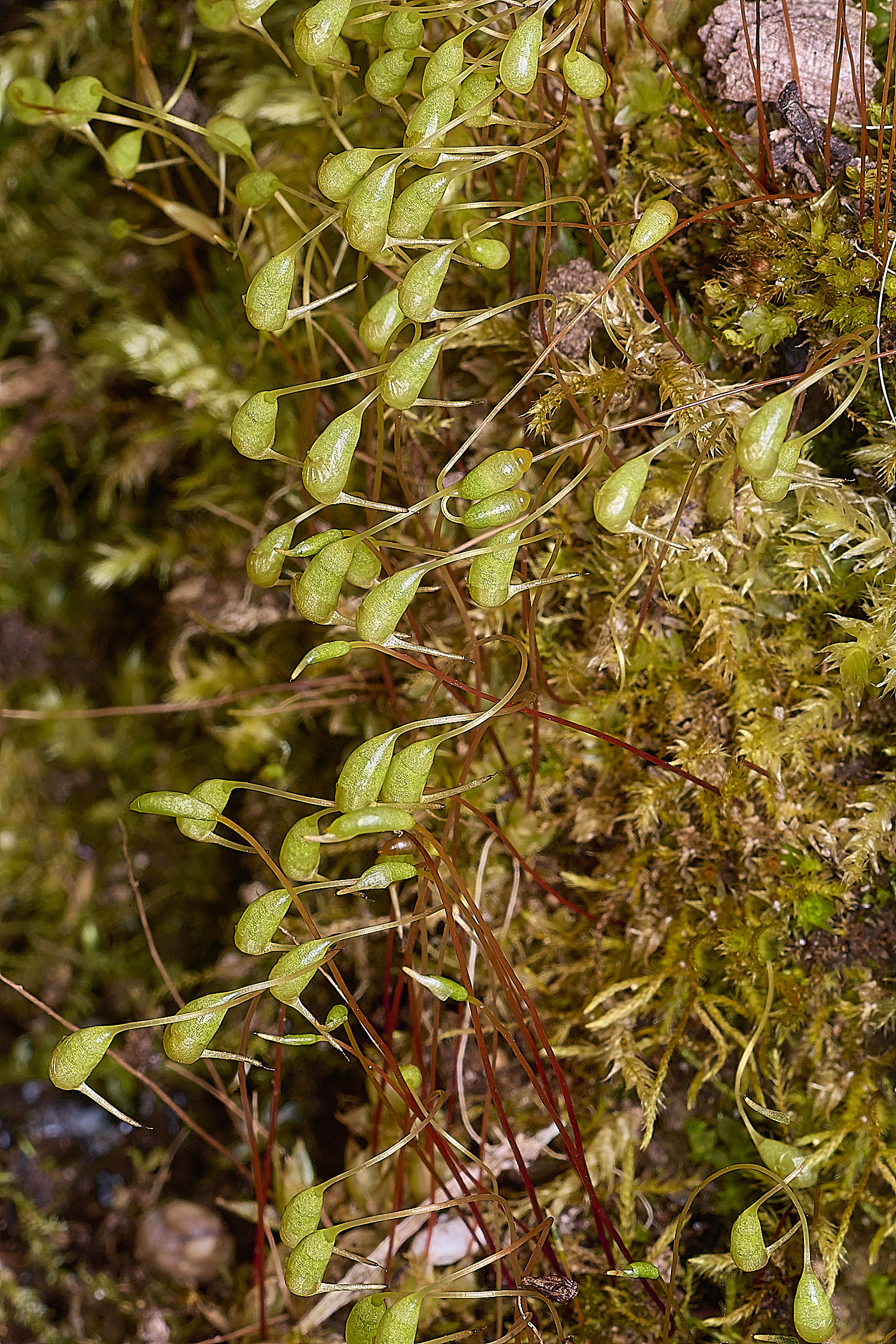 TheNarboroughshygrometrica290326-2