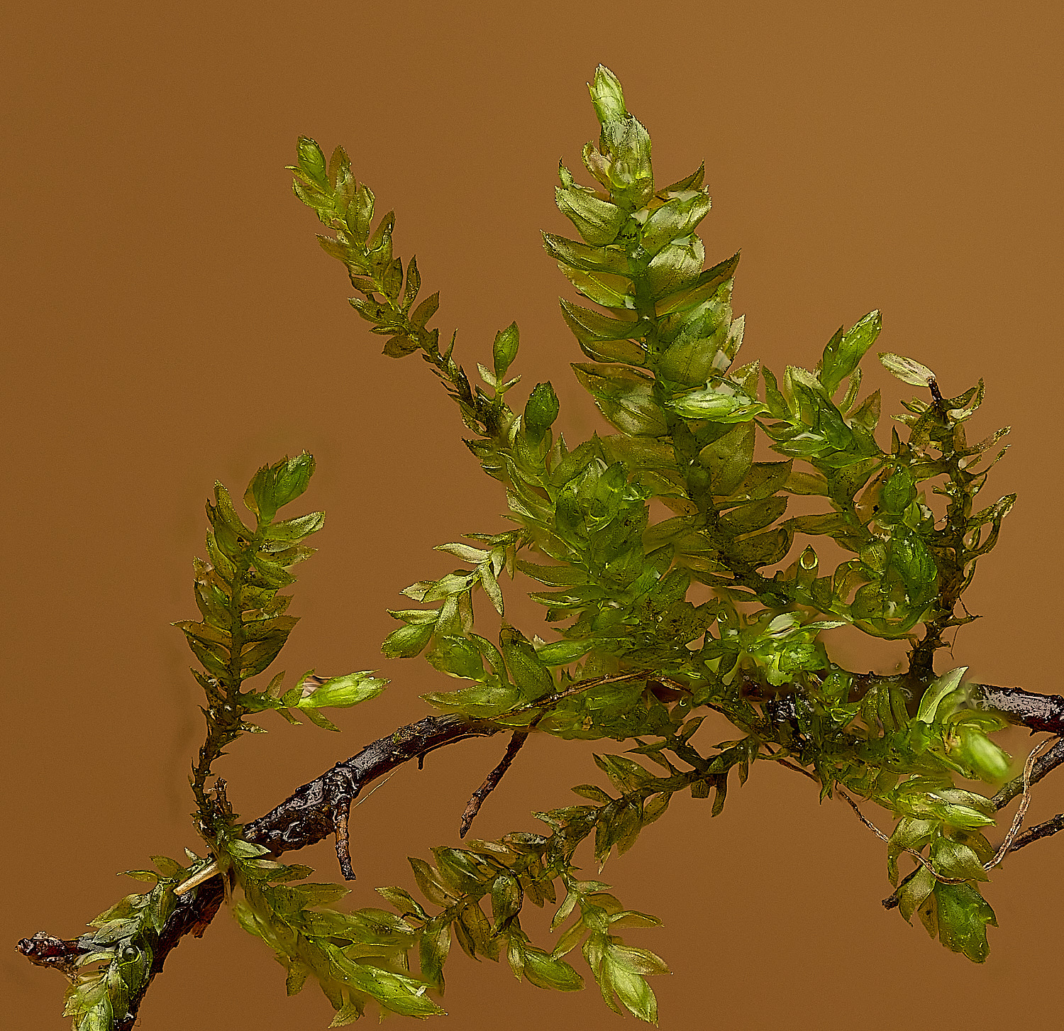 TheNarboroughsIsotheciumalopecuroides290326-1