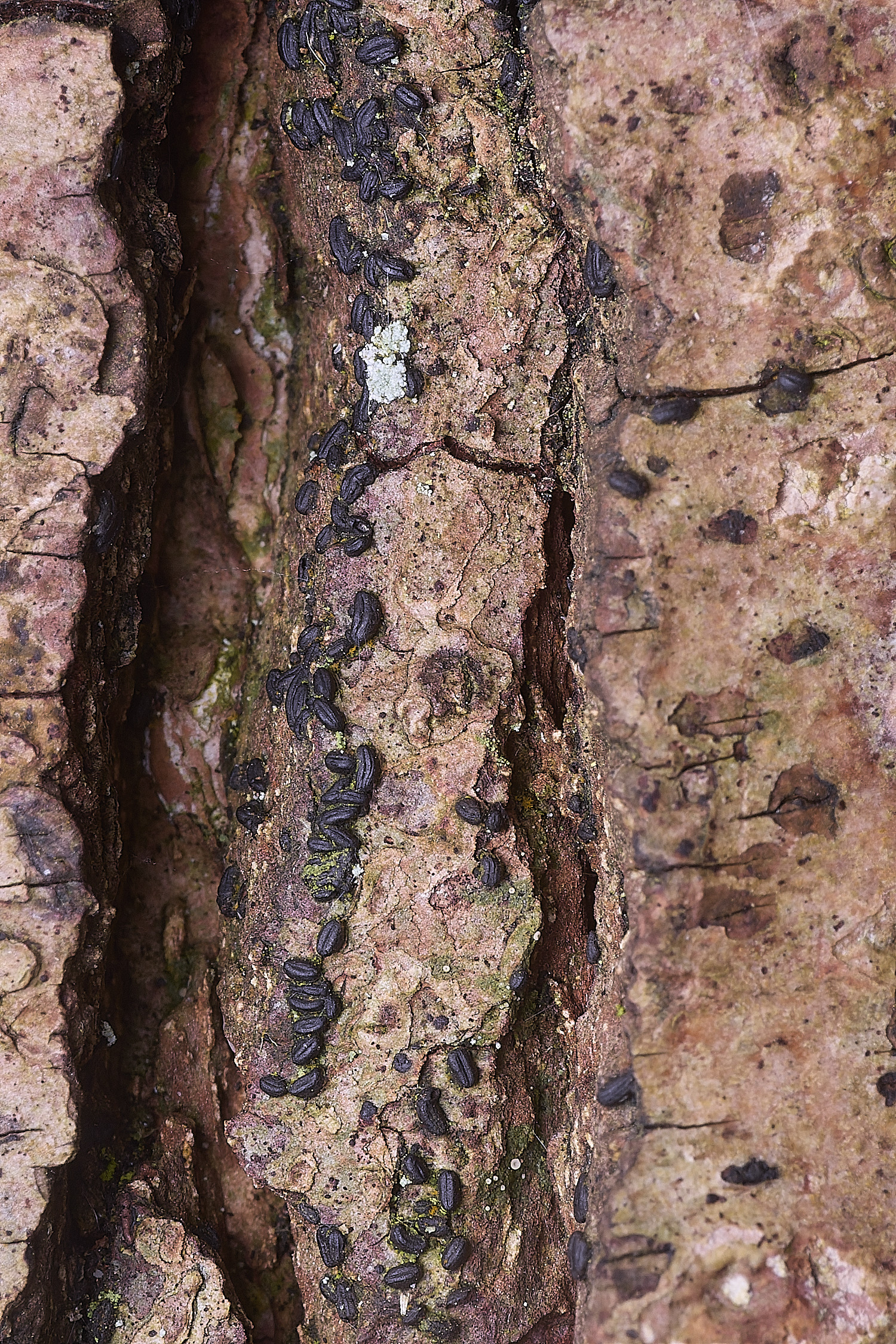 TheNarboroughsLichen3290326-1