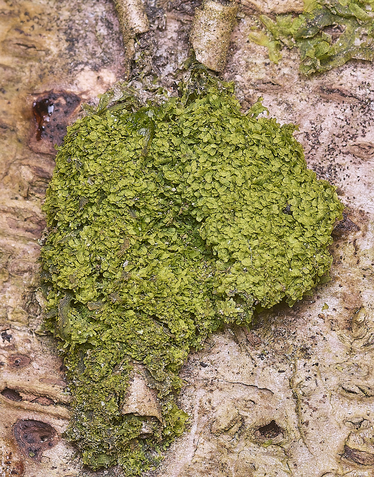 TheNarboroughsMetzgeriafurcata290326-1