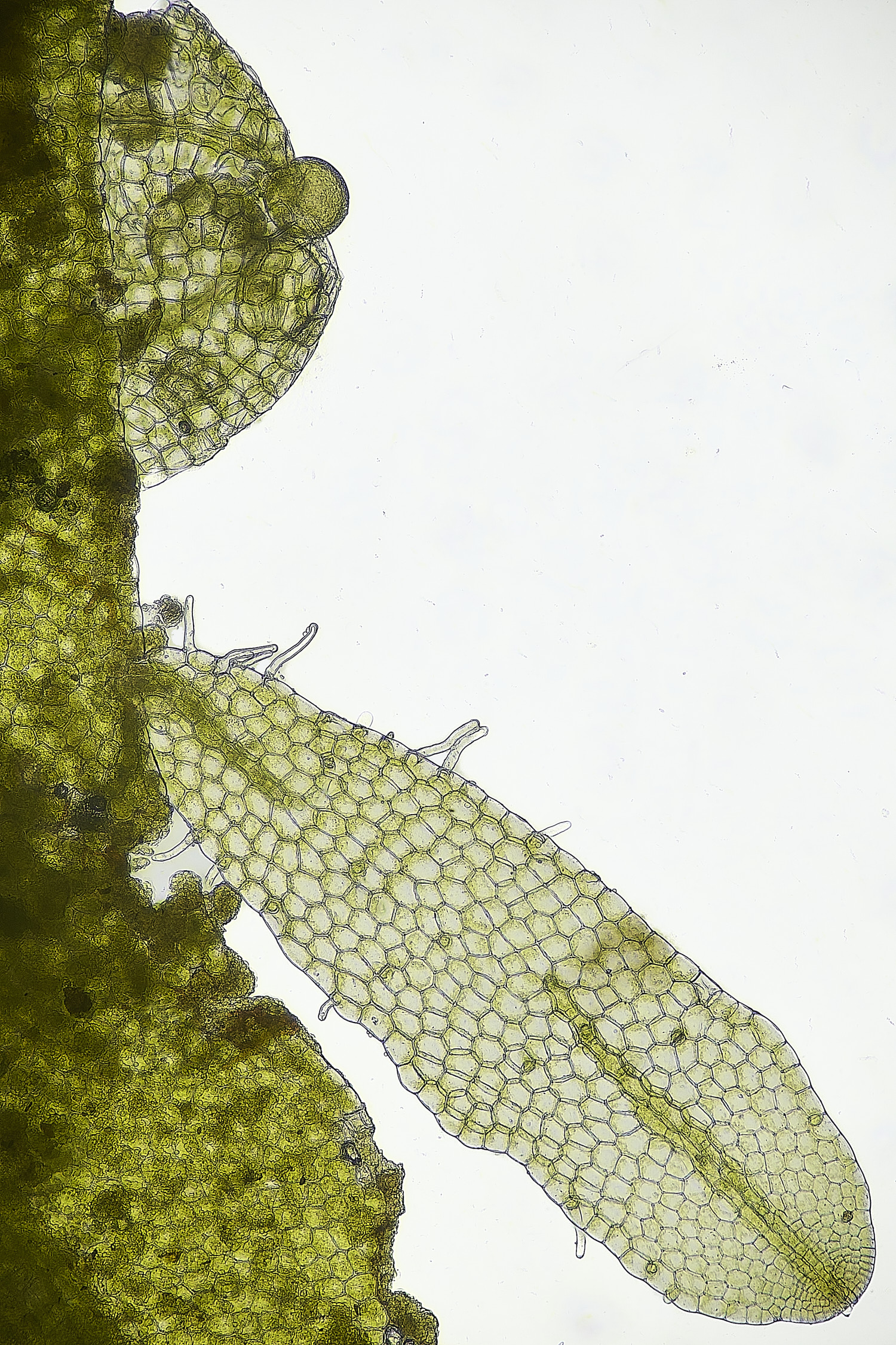 TheNarboroughsMetzgeriafurcata290326-3