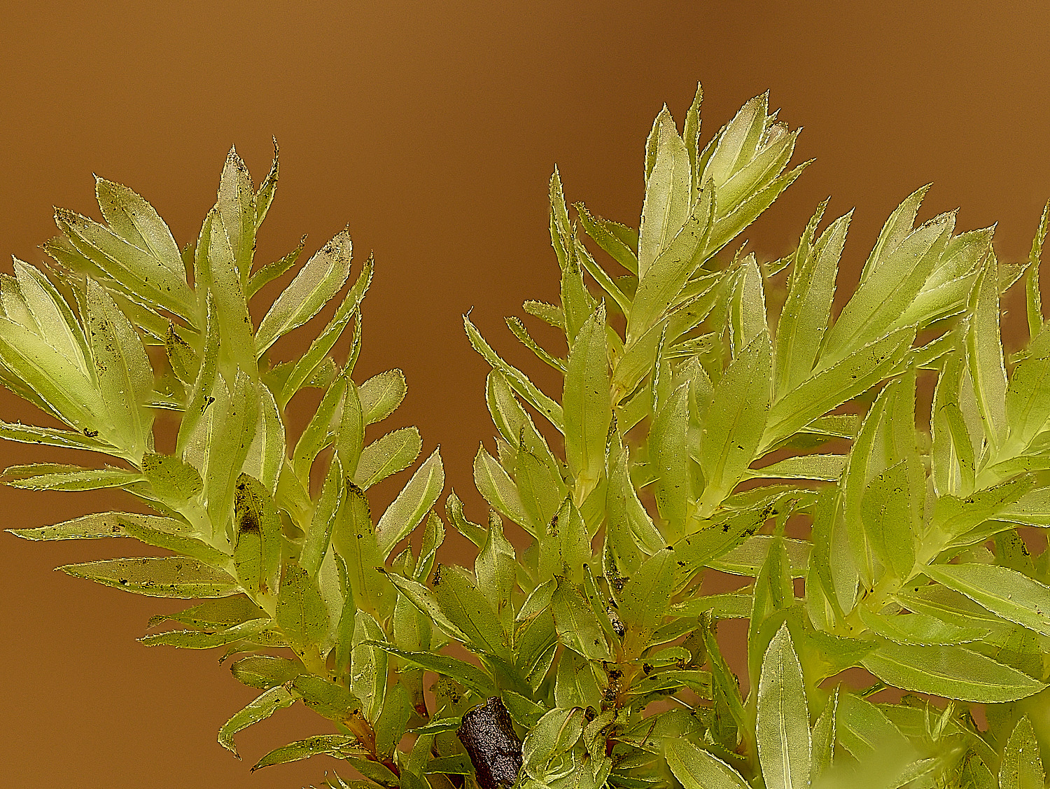 TheNarboroughsMniumhornum290326-1