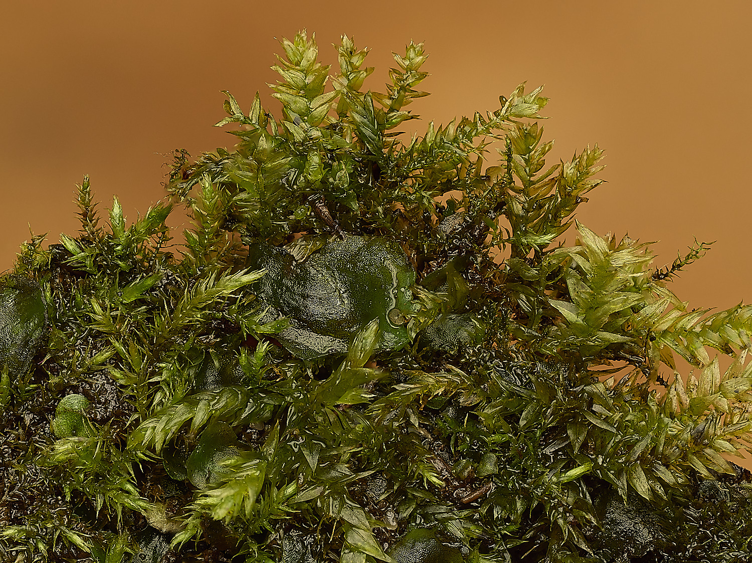 TheNarboroughsOxyrrhnchiumspeciosum260326-2